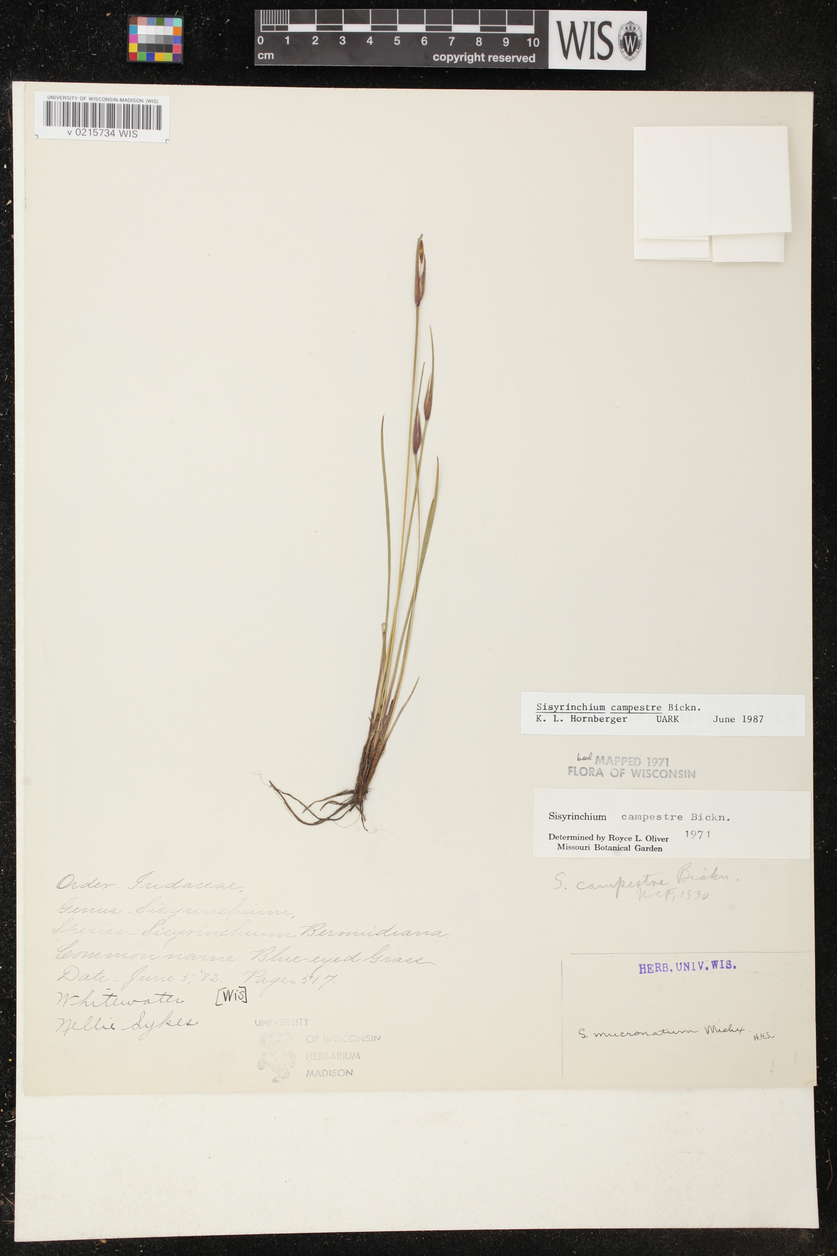 Sisyrinchium campestre image