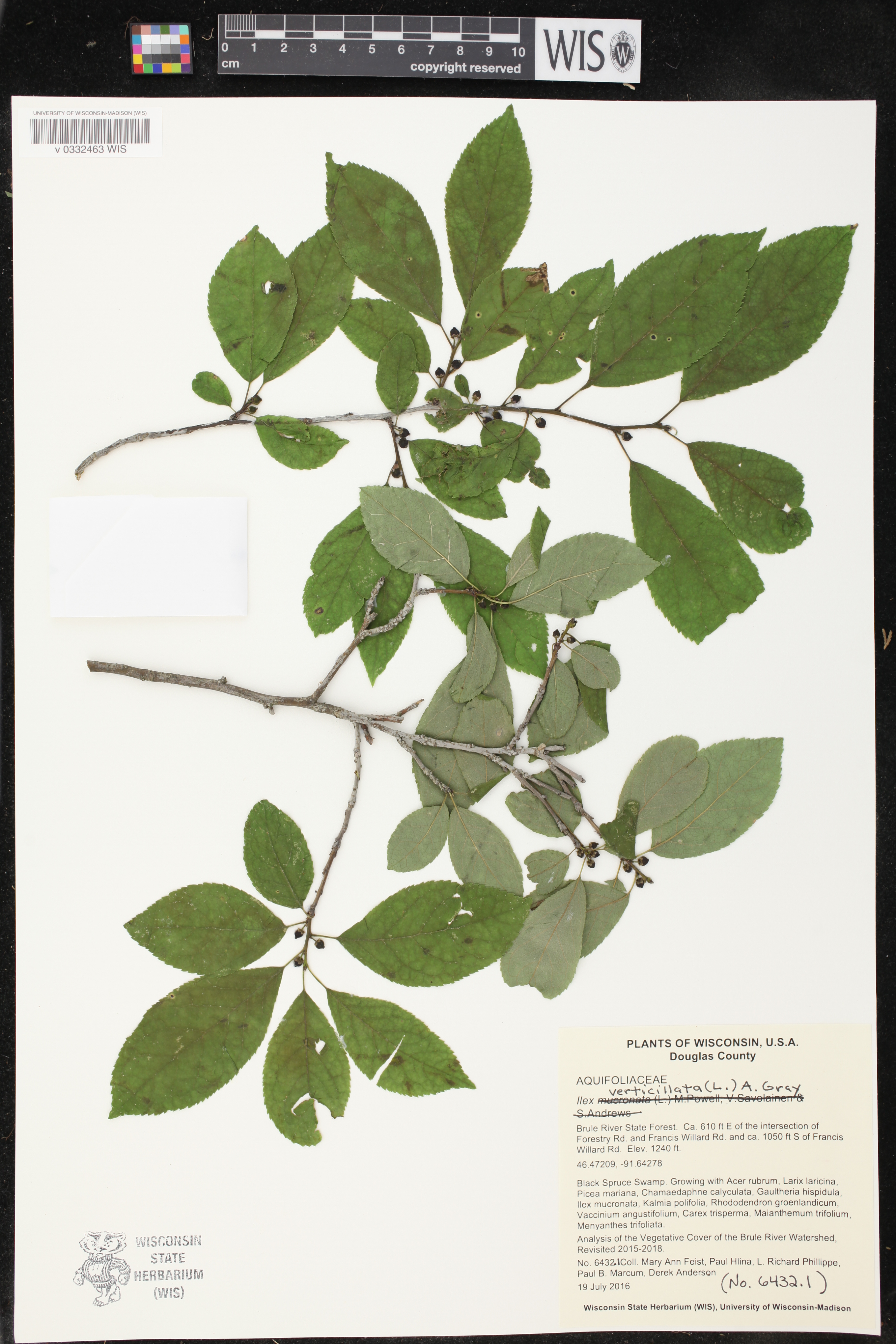 Ilex verticillata image