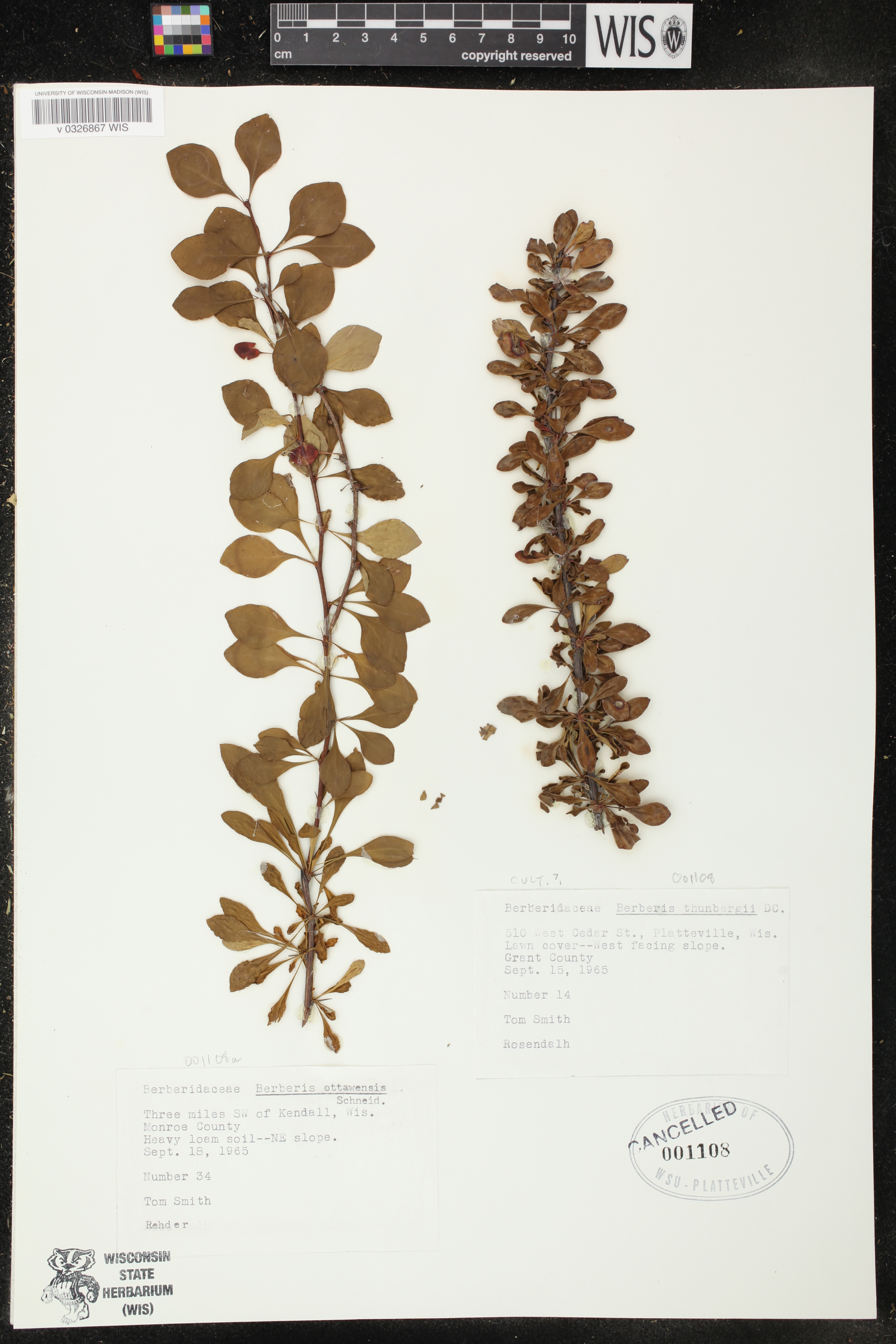 Berberis thunbergii image