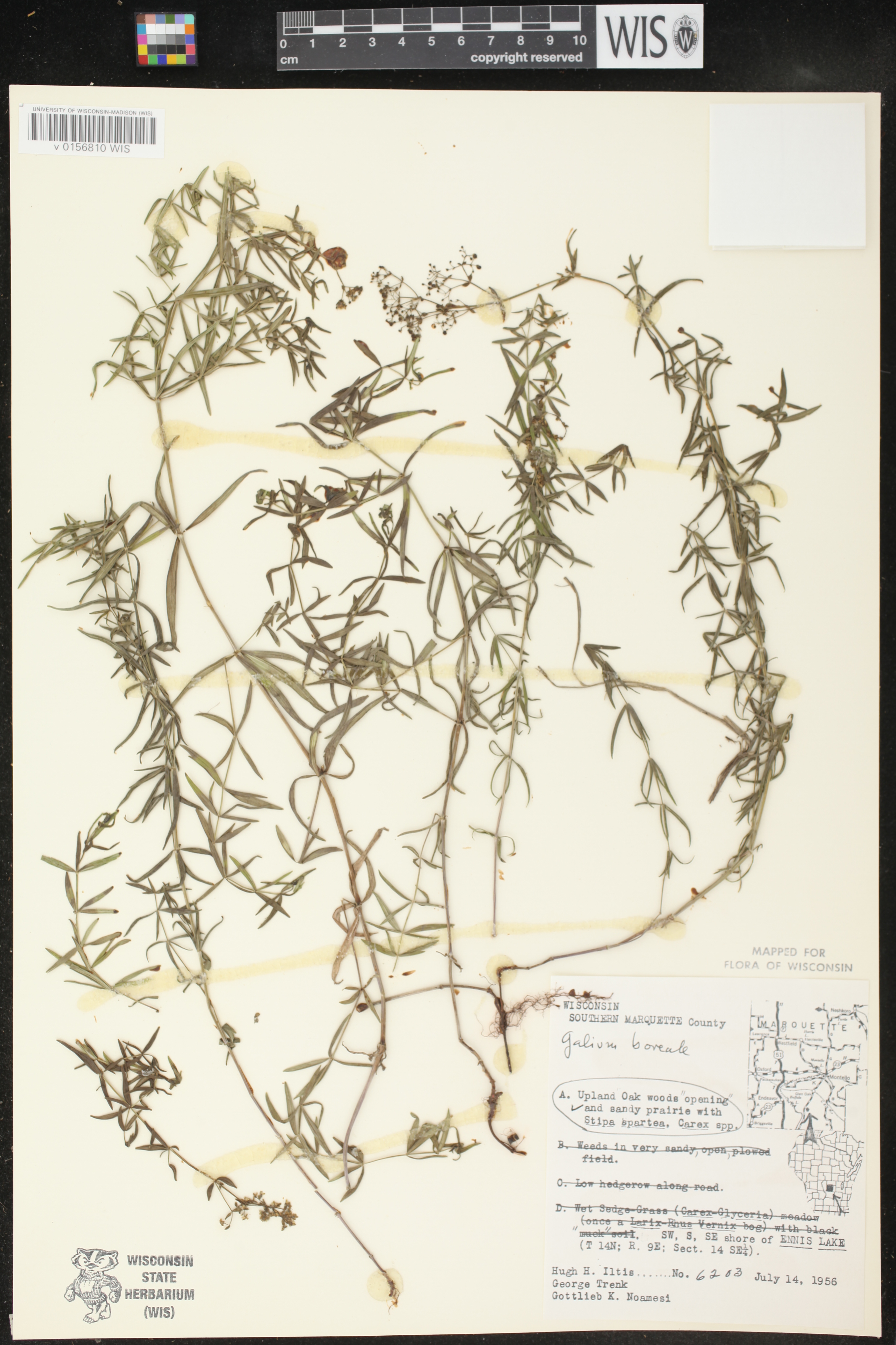 Galium boreale image