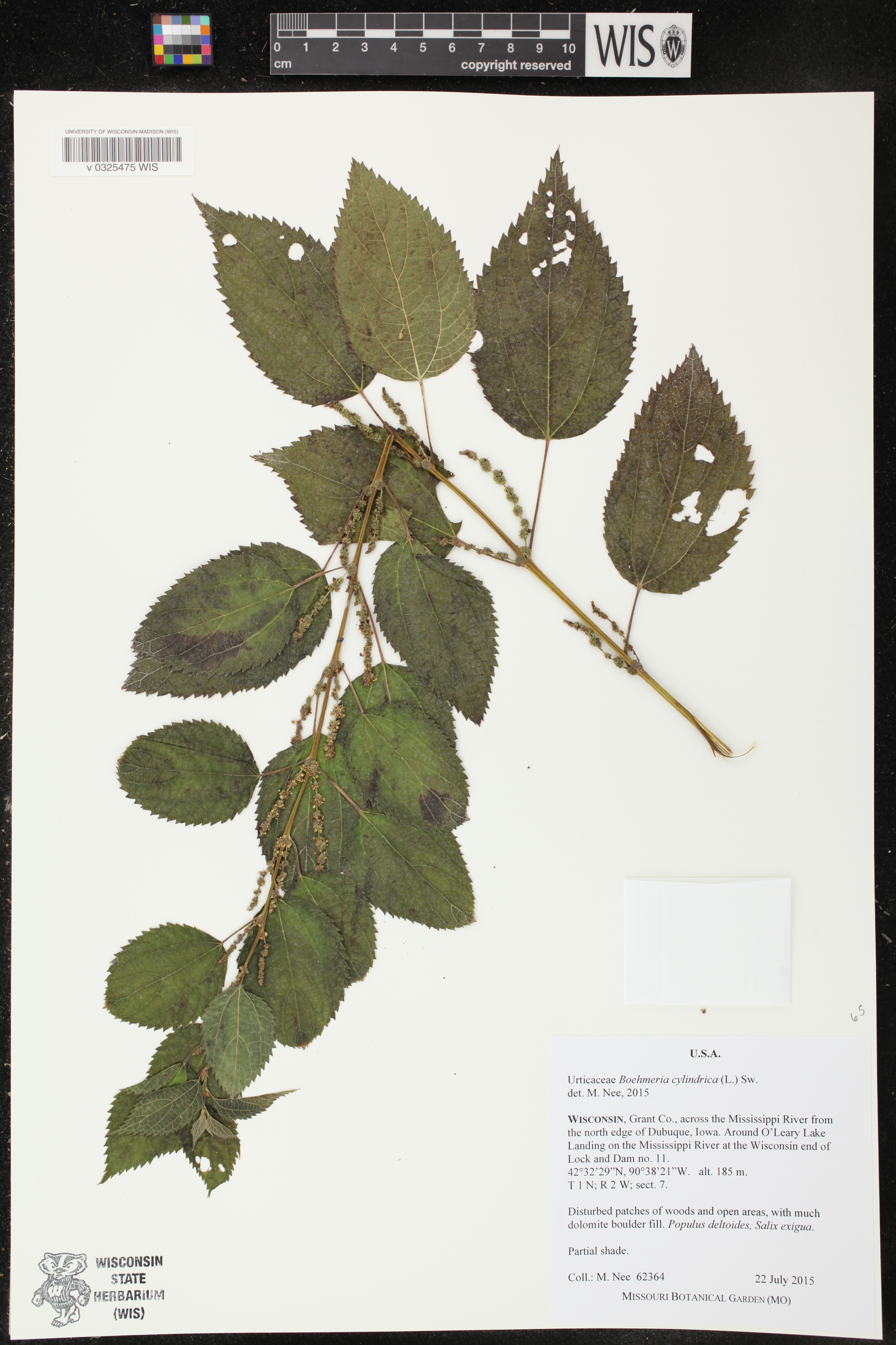 Boehmeria cylindrica image