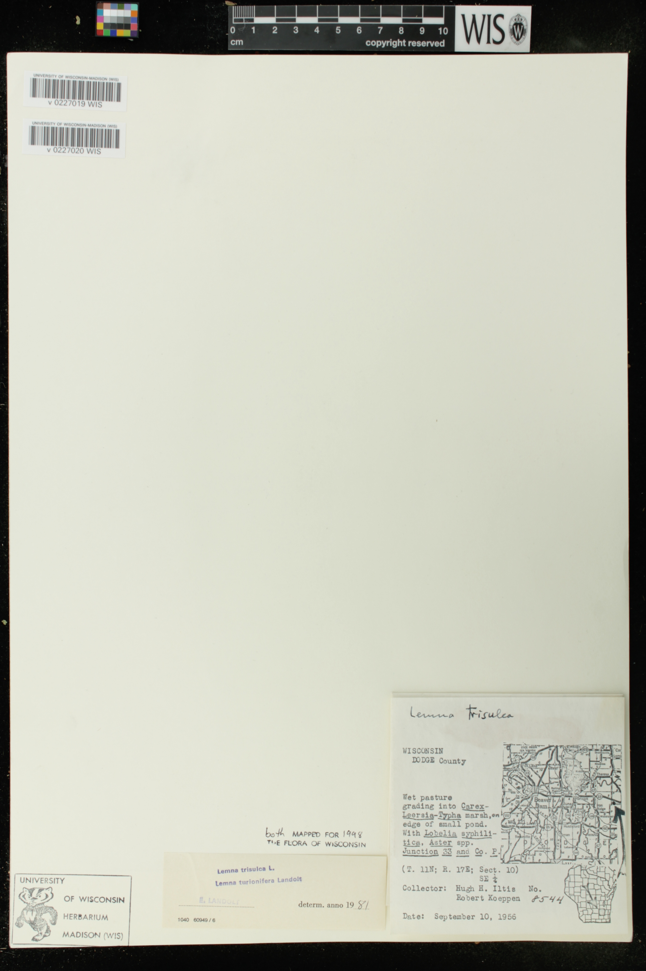 Lemna trisulca image