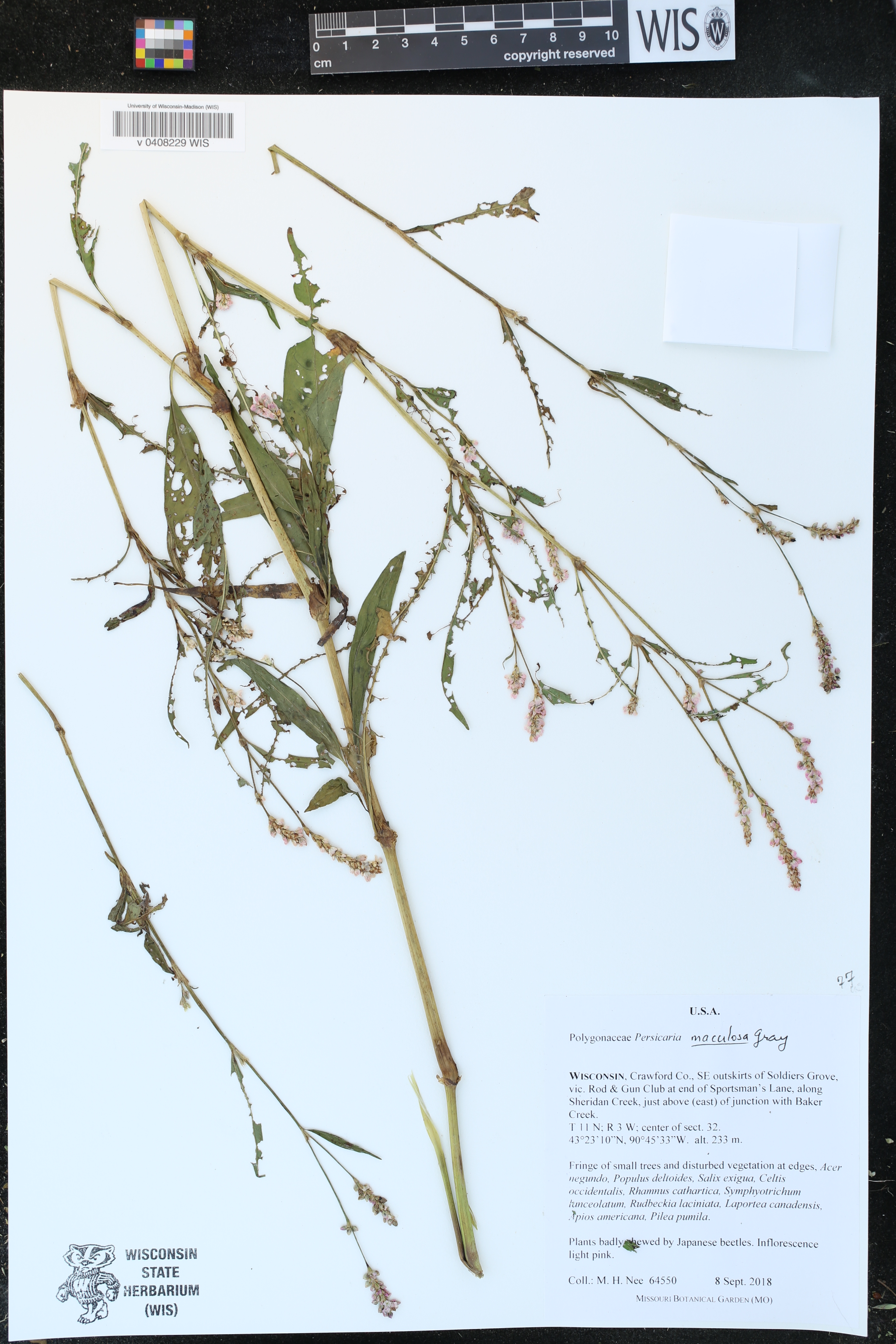 Persicaria maculosa image