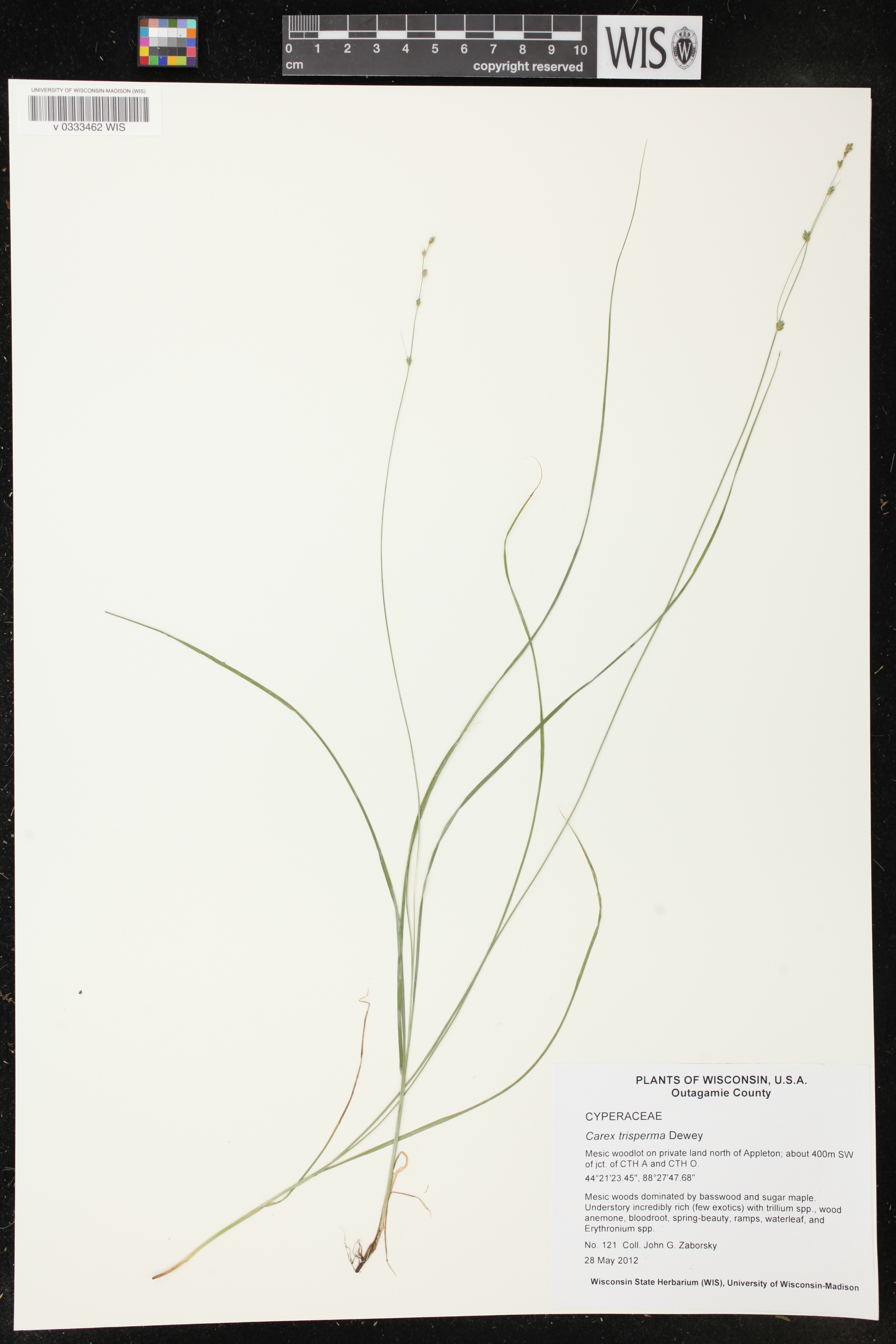 Carex radiata image
