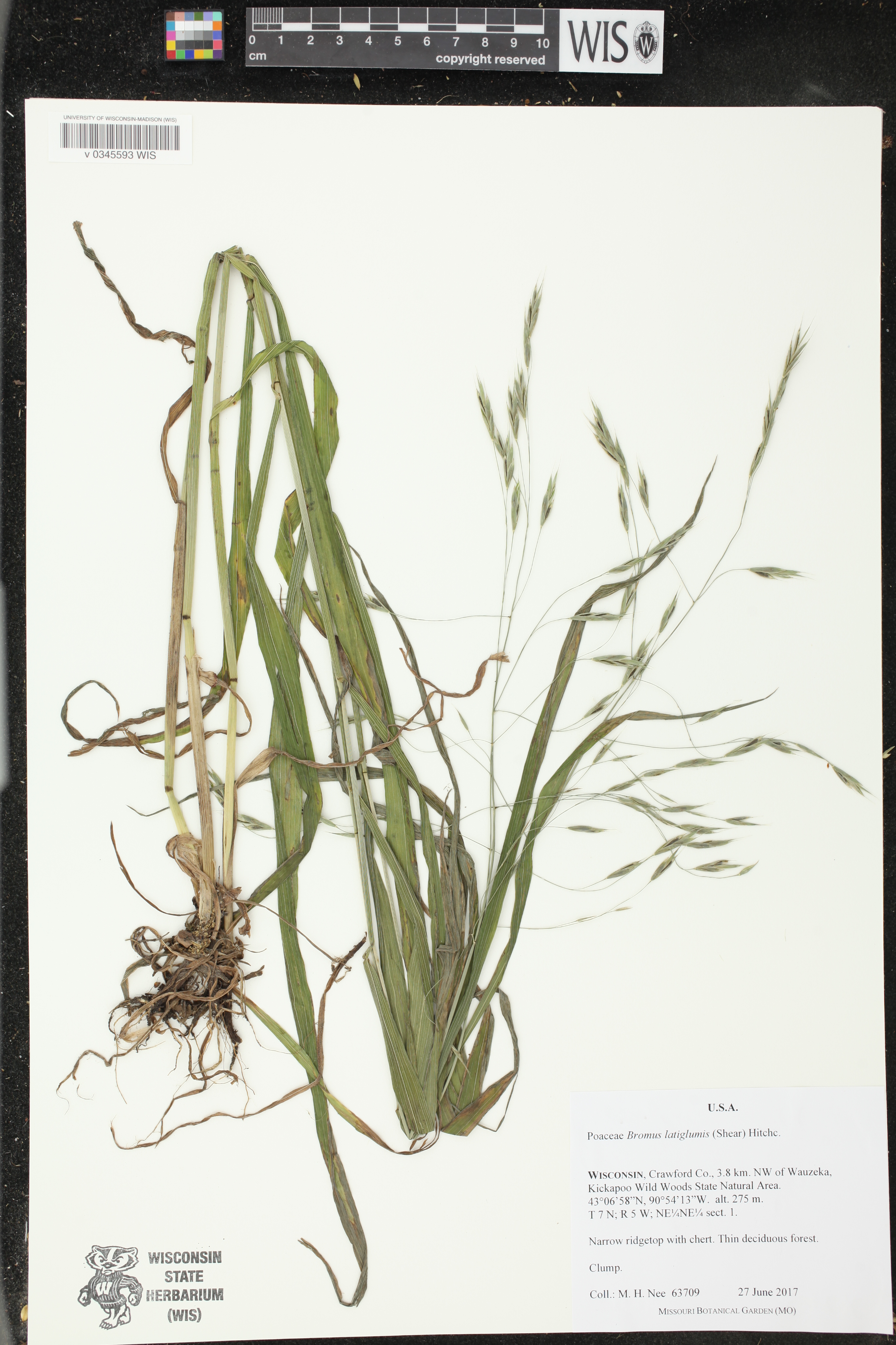 Bromus latiglumis image