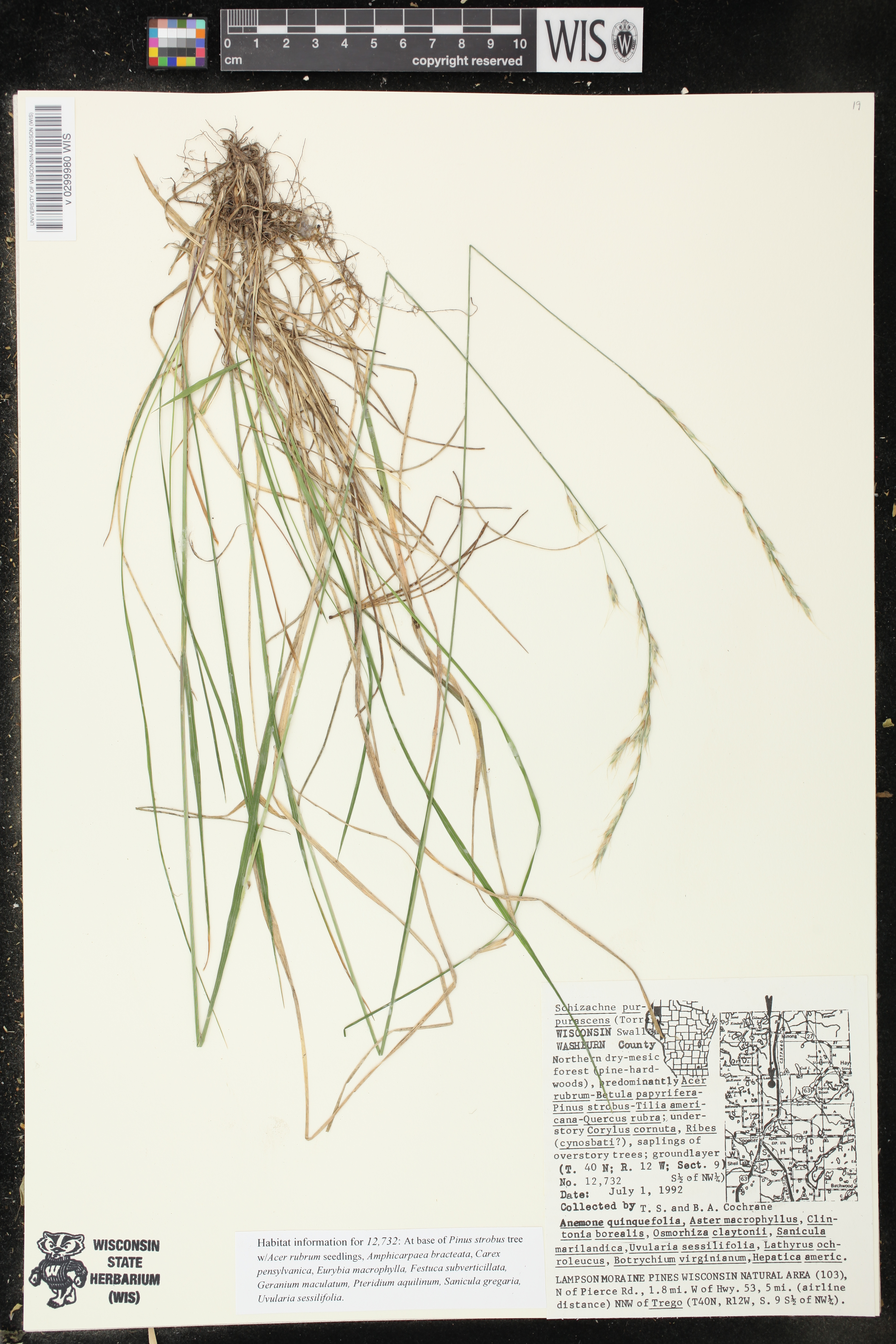 Schizachne purpurascens image