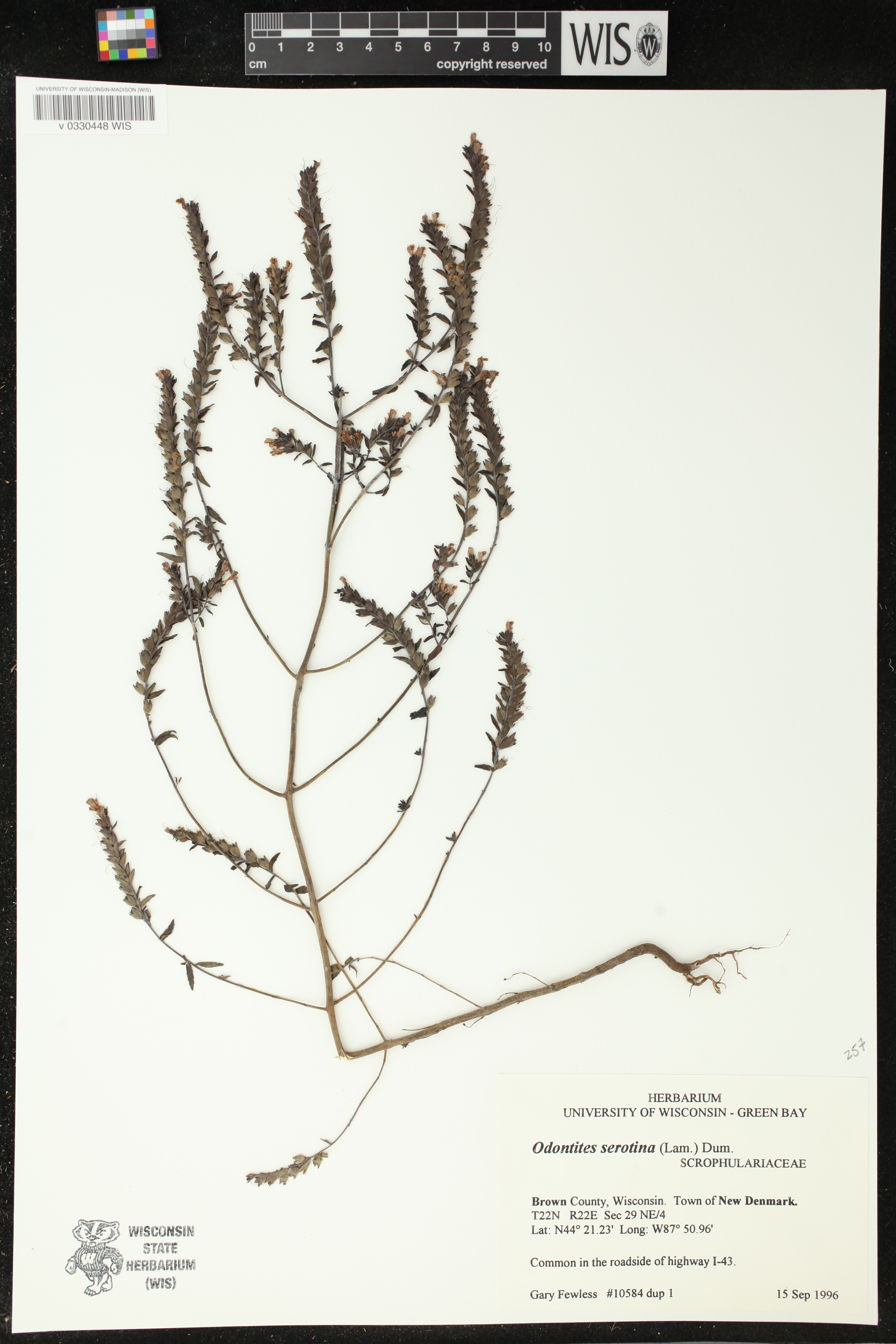 Odontites serotinus image