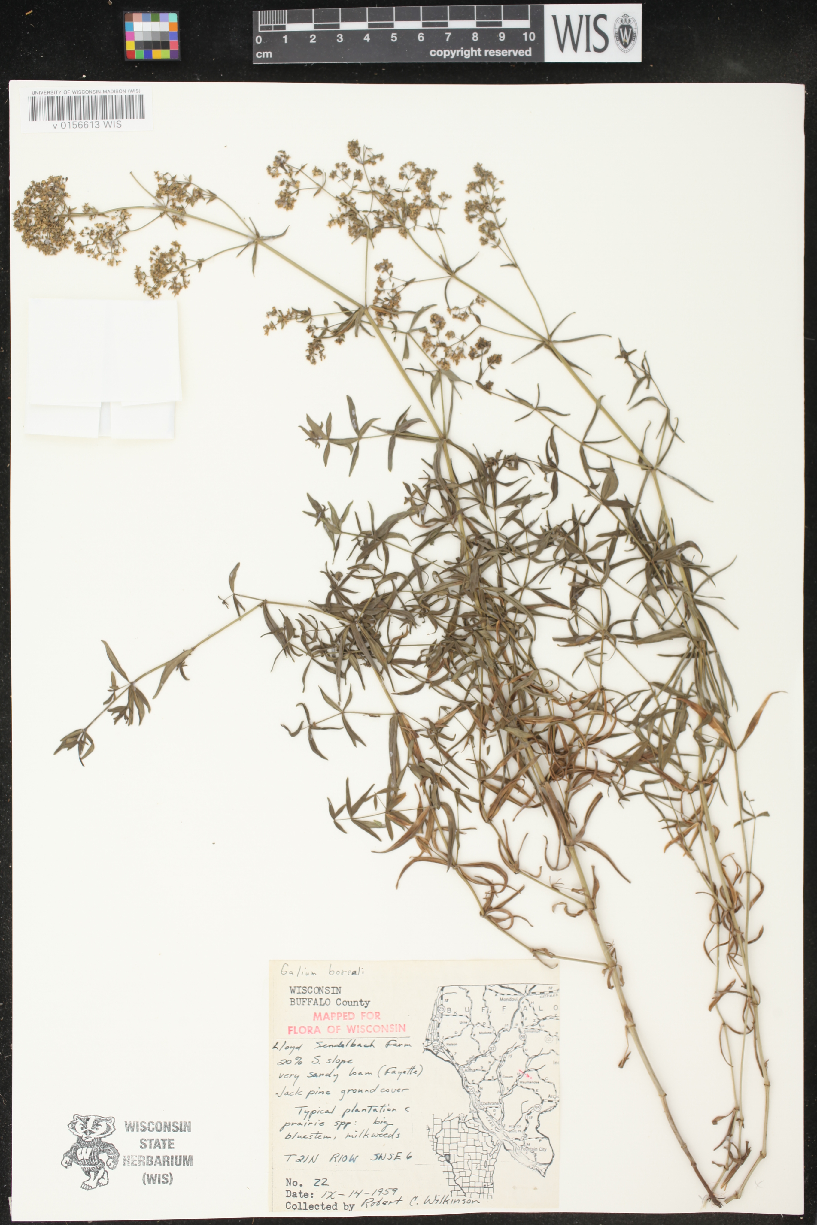 Galium boreale image