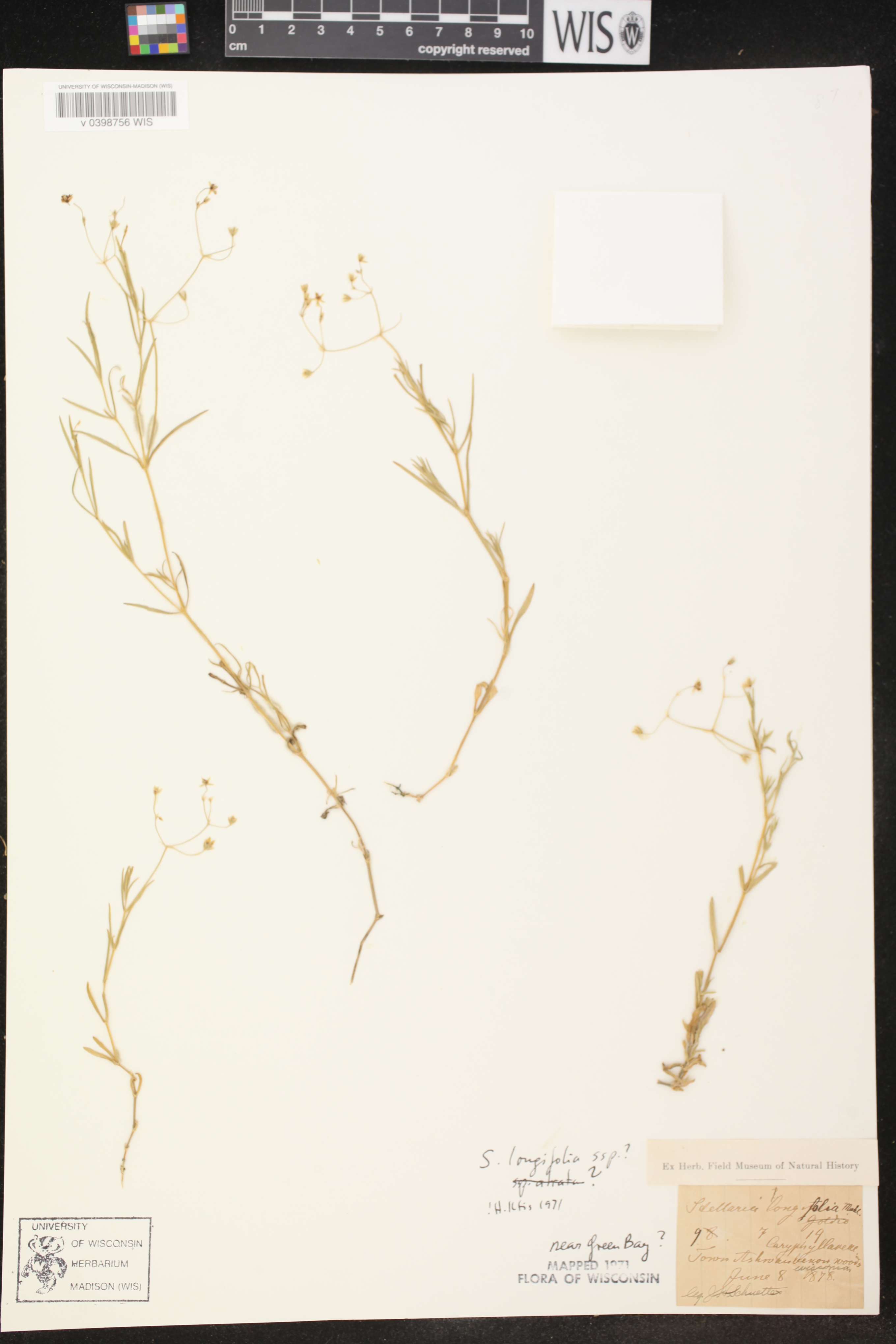 Stellaria longifolia image