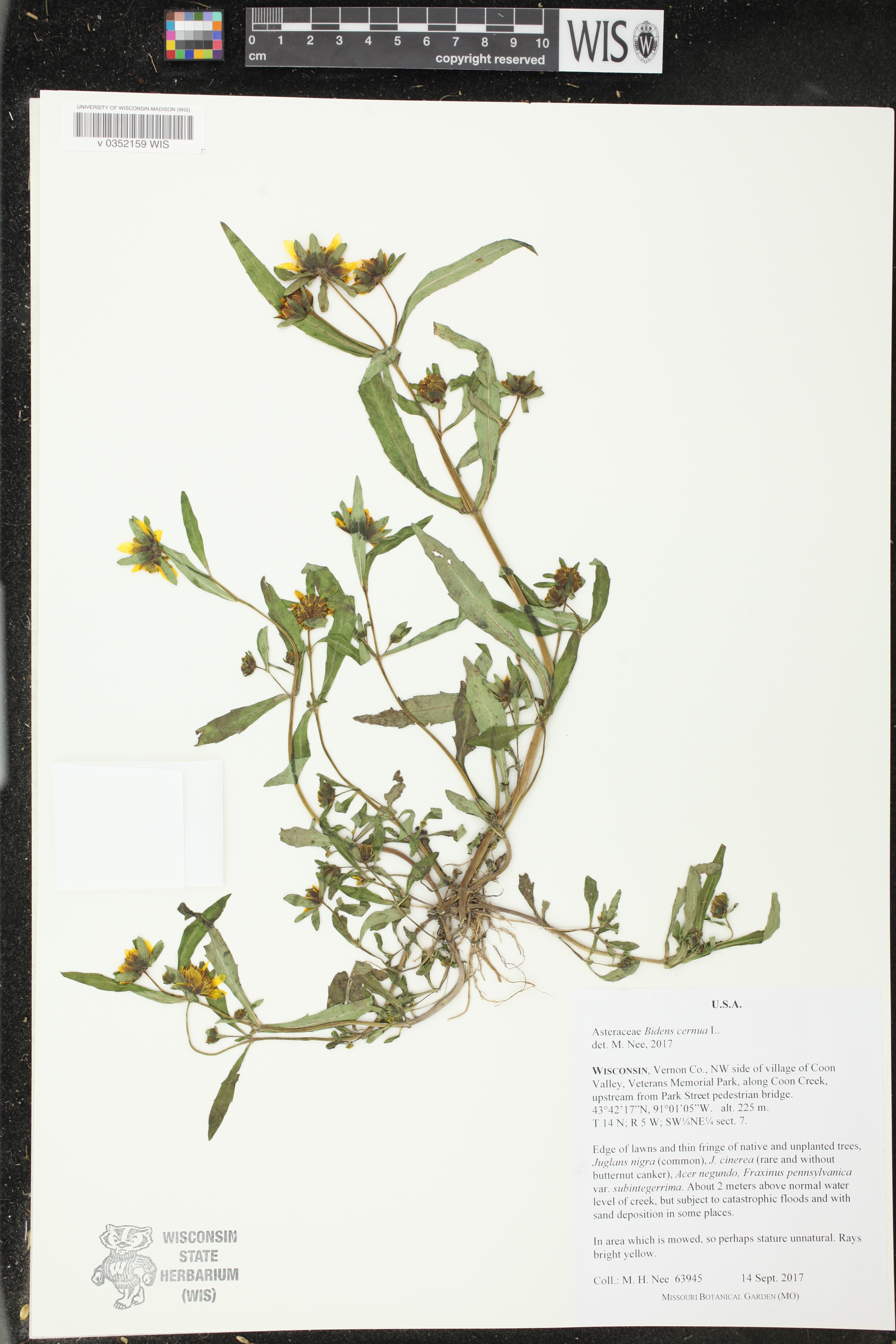 Bidens cernua image
