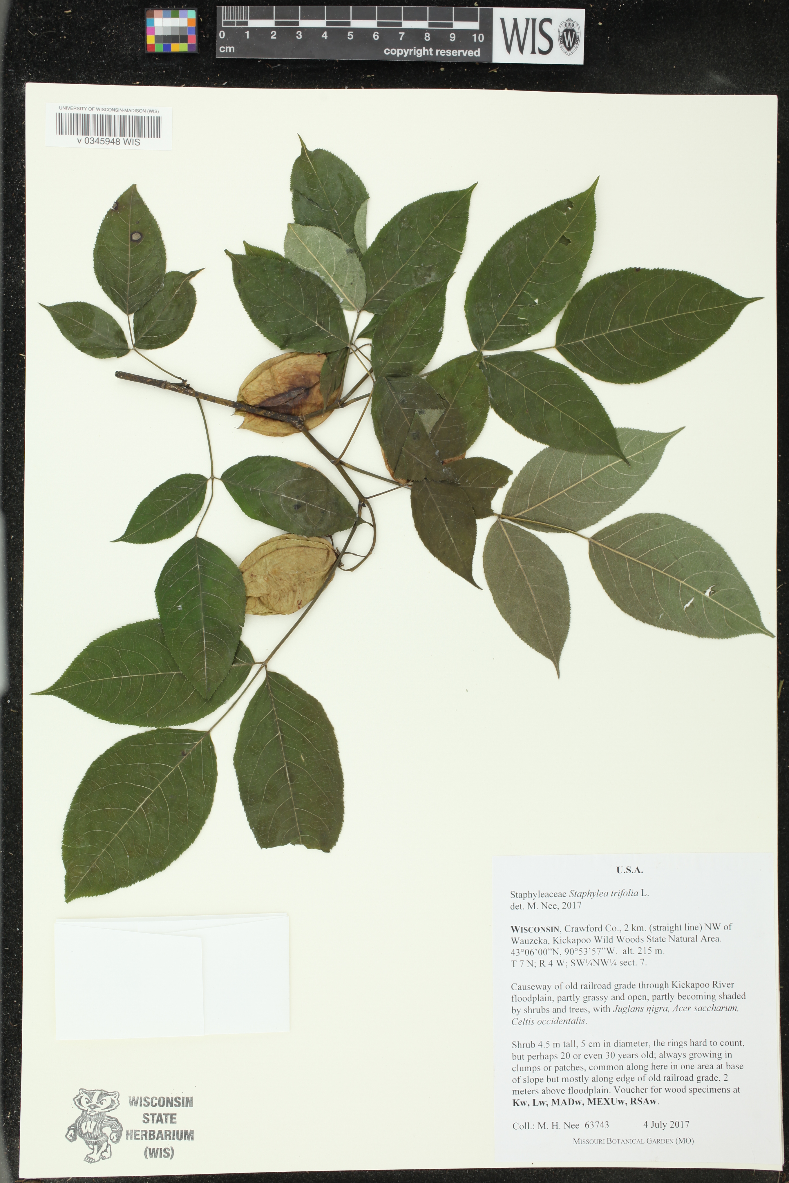 Staphylea trifolia image