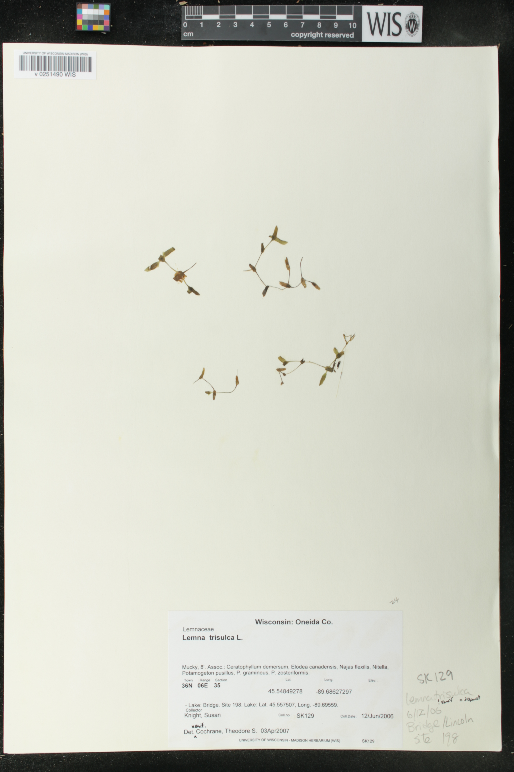 Lemna trisulca image
