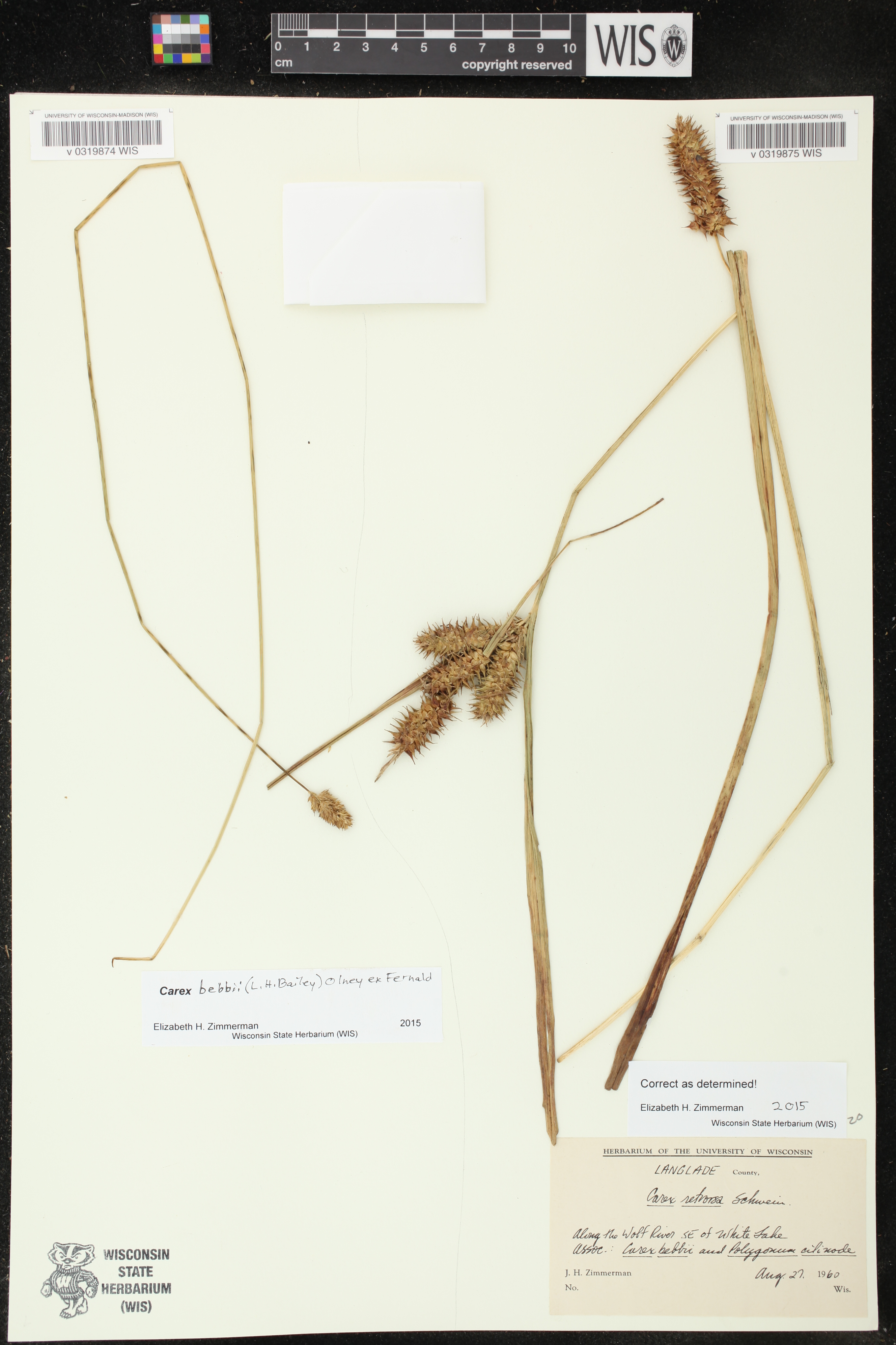 Carex retrorsa image