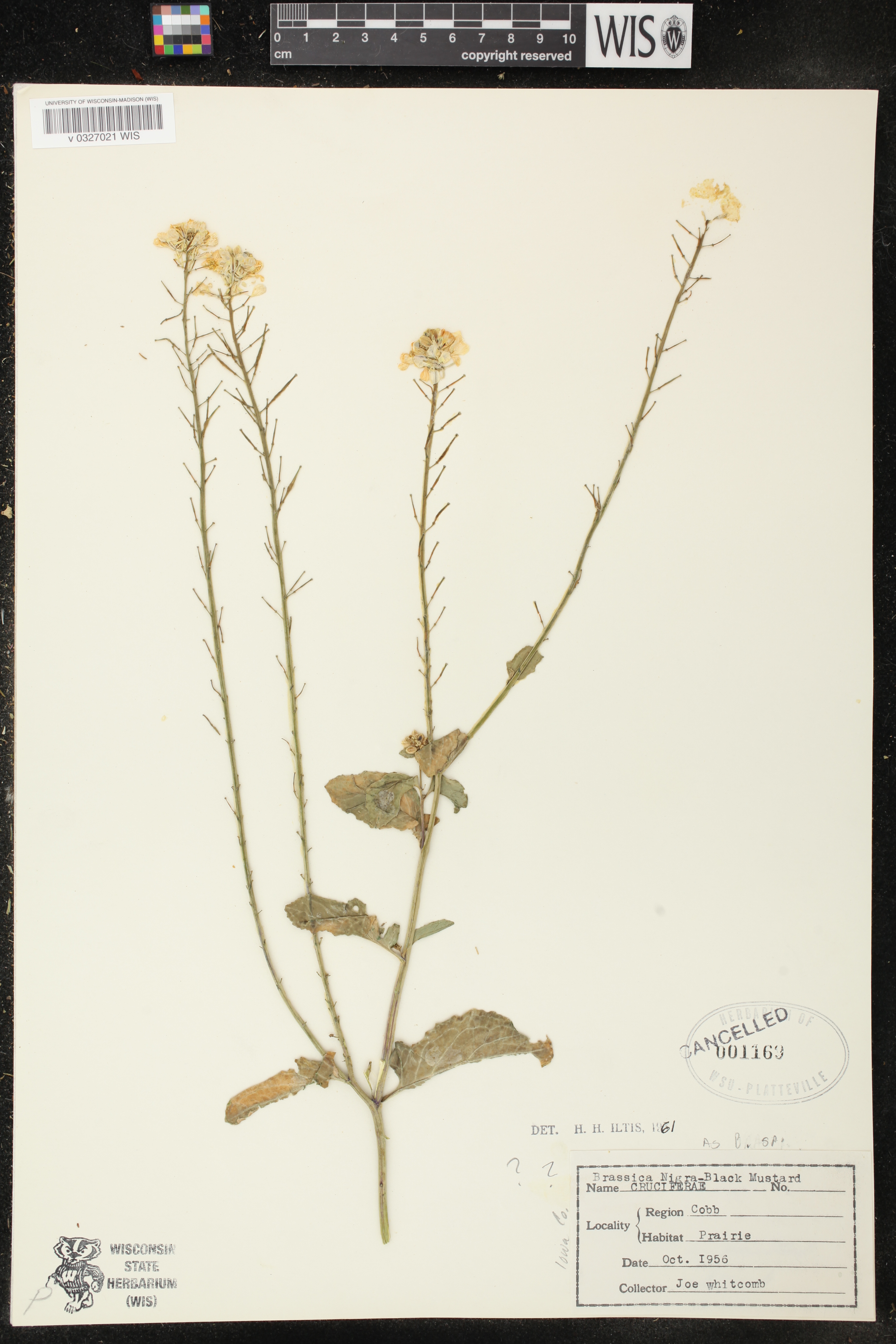 Sinapis arvensis image