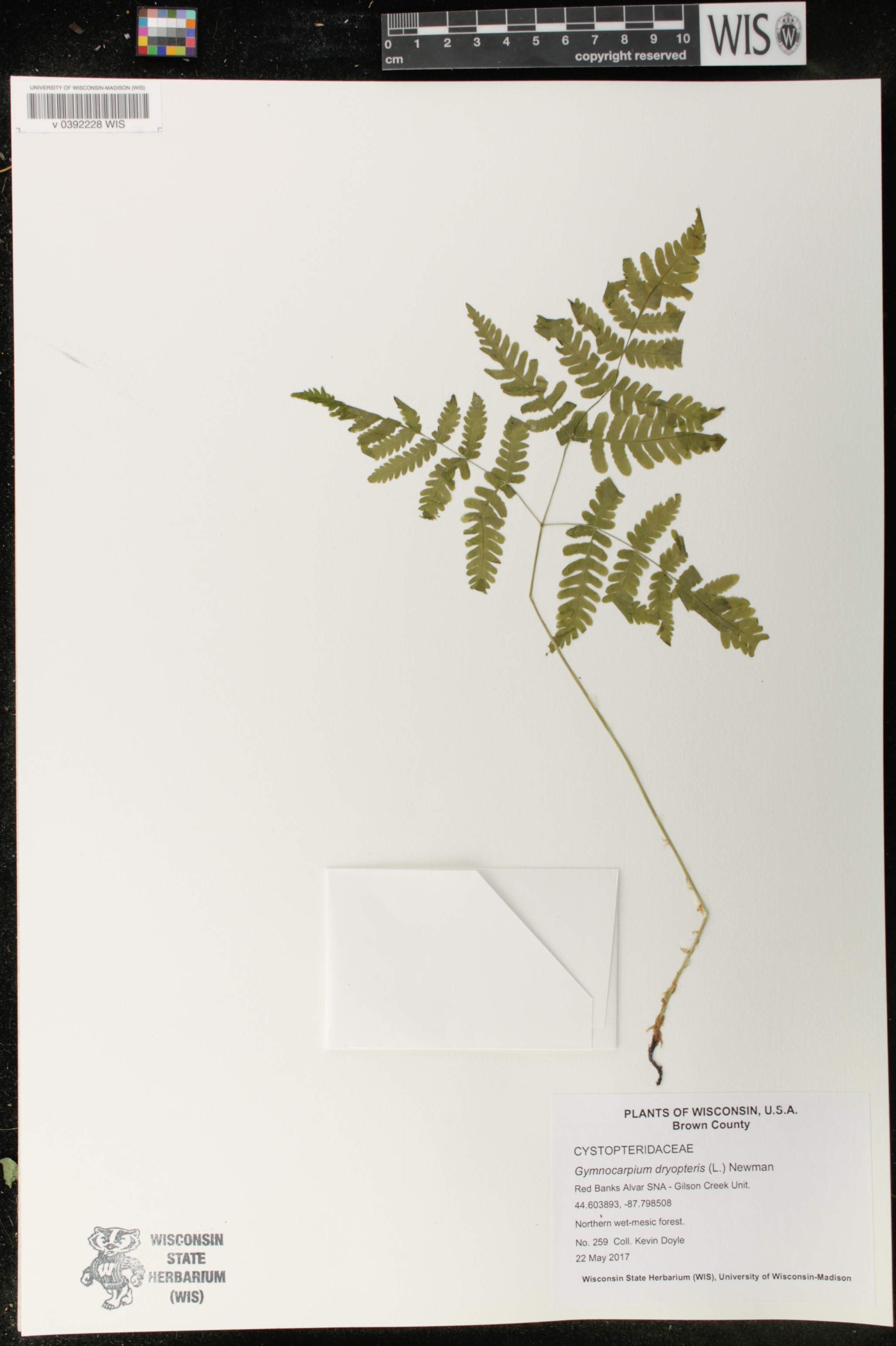 Gymnocarpium dryopteris image
