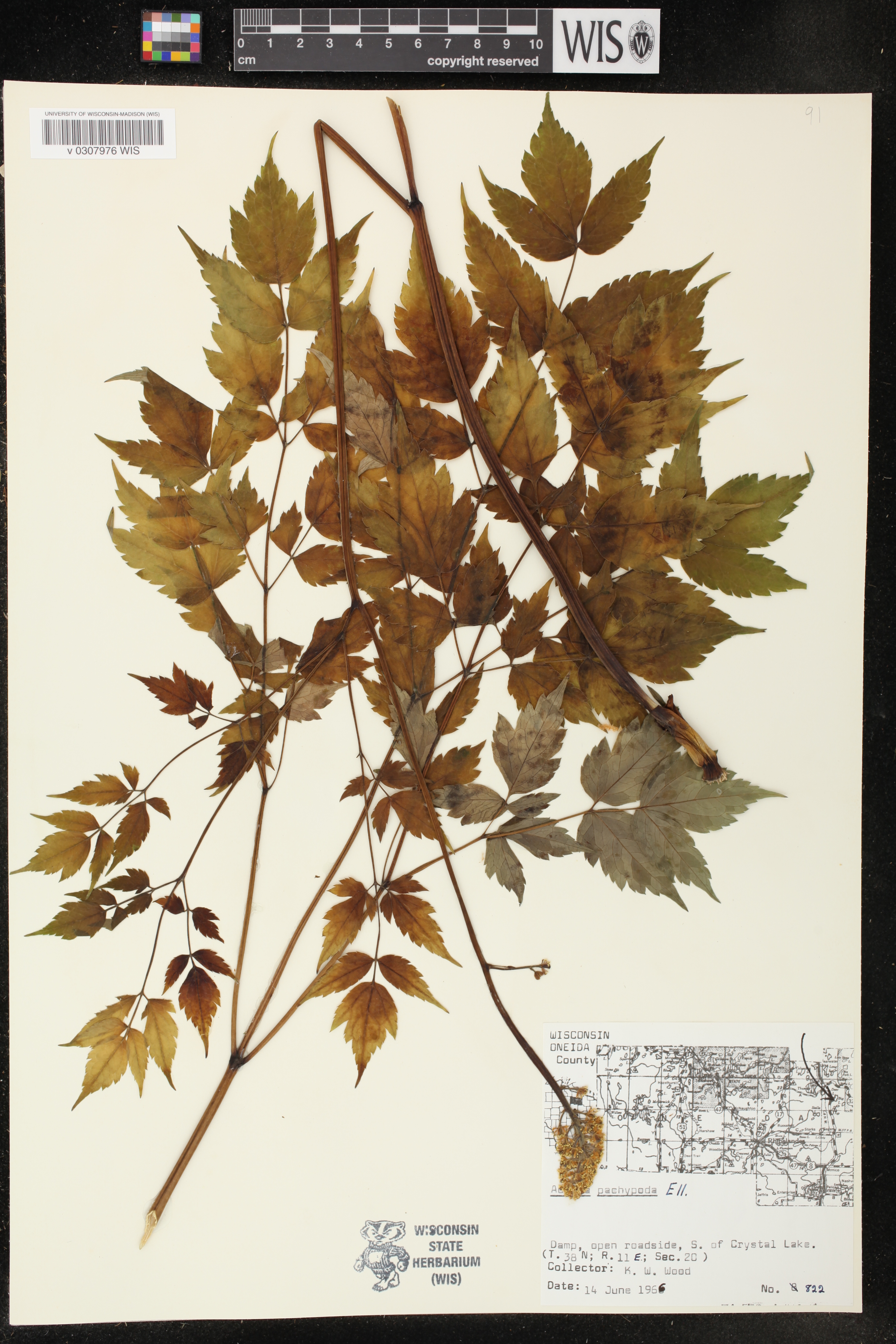 Actaea pachypoda image