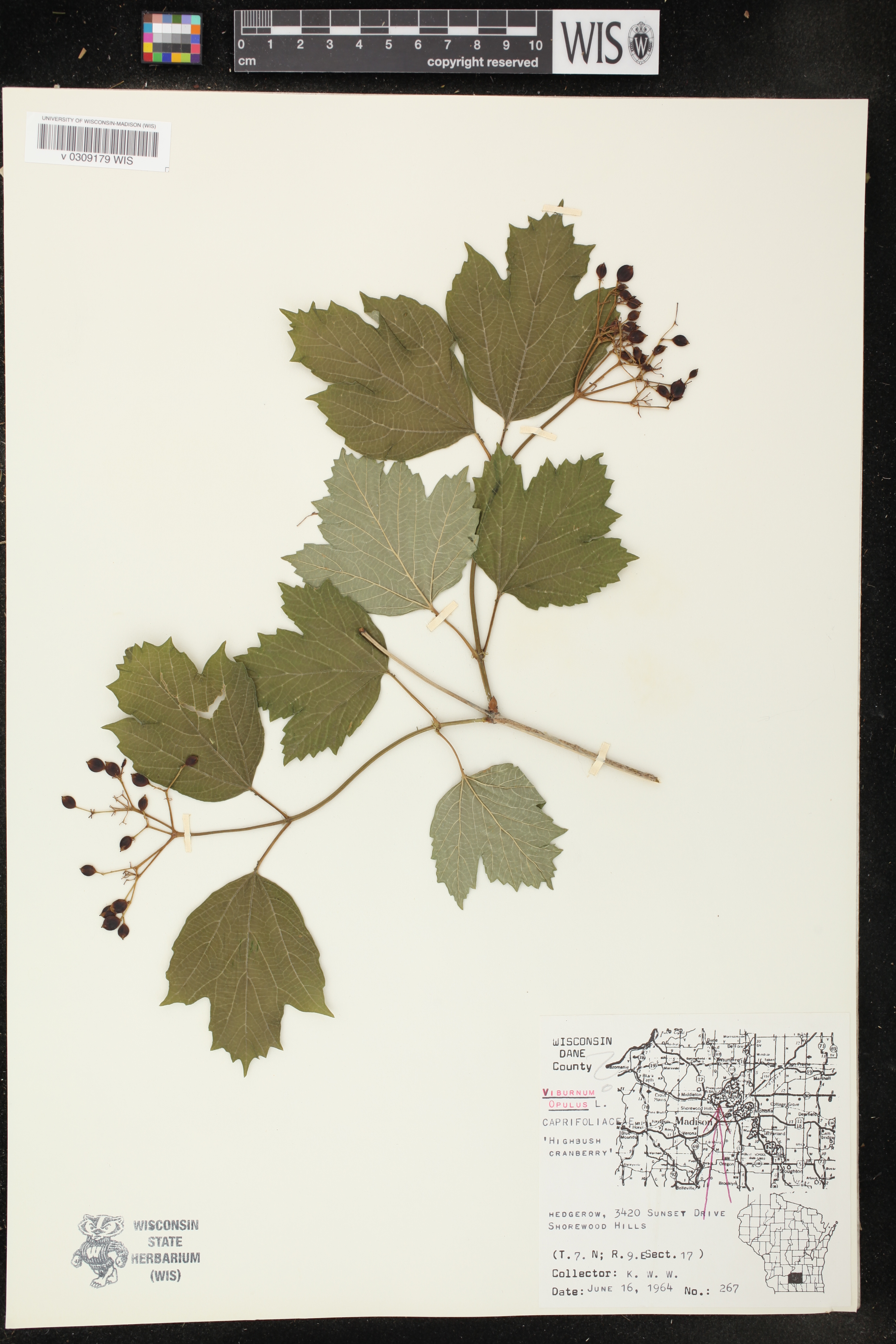 Viburnum opulus image