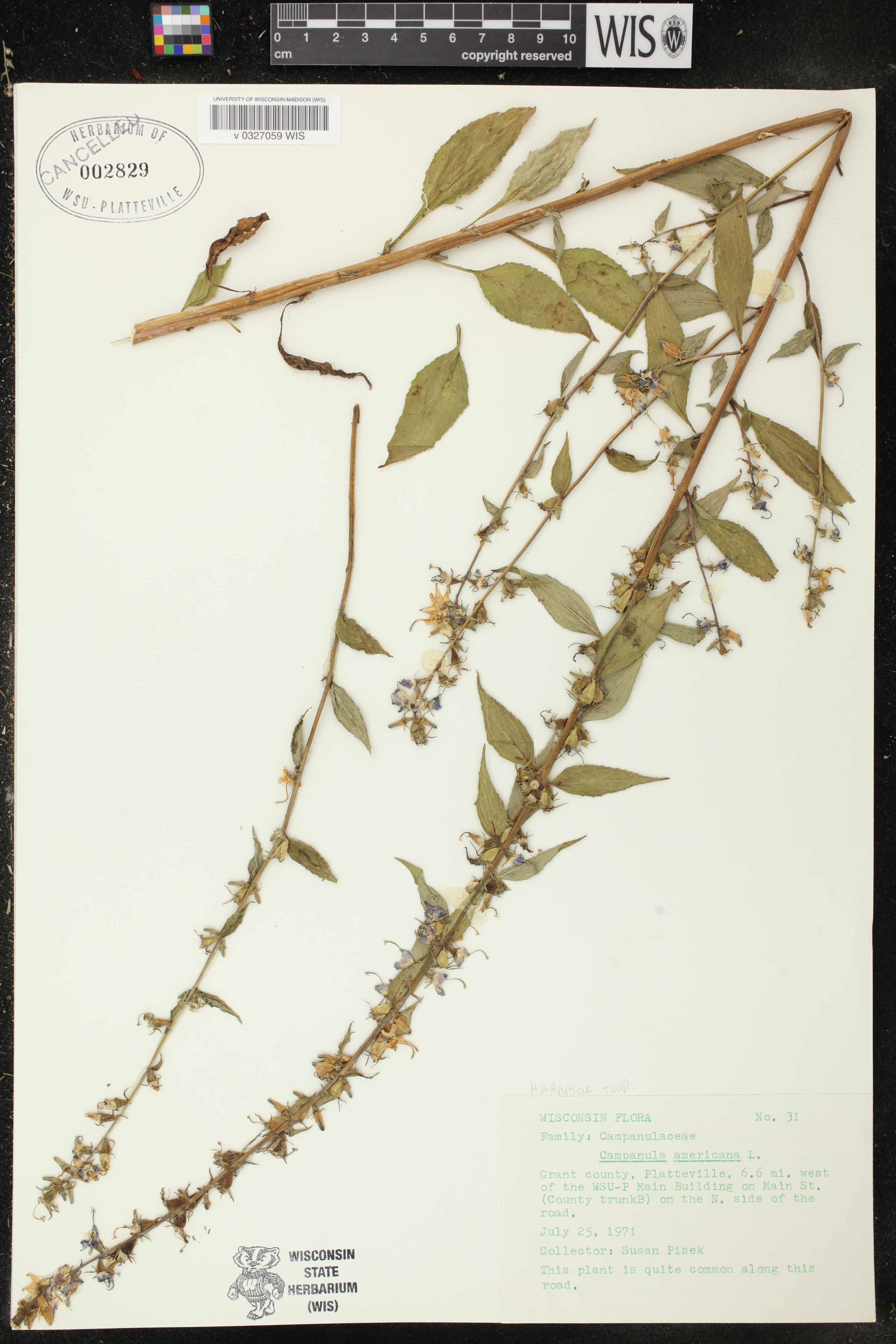 Campanulastrum americanum image