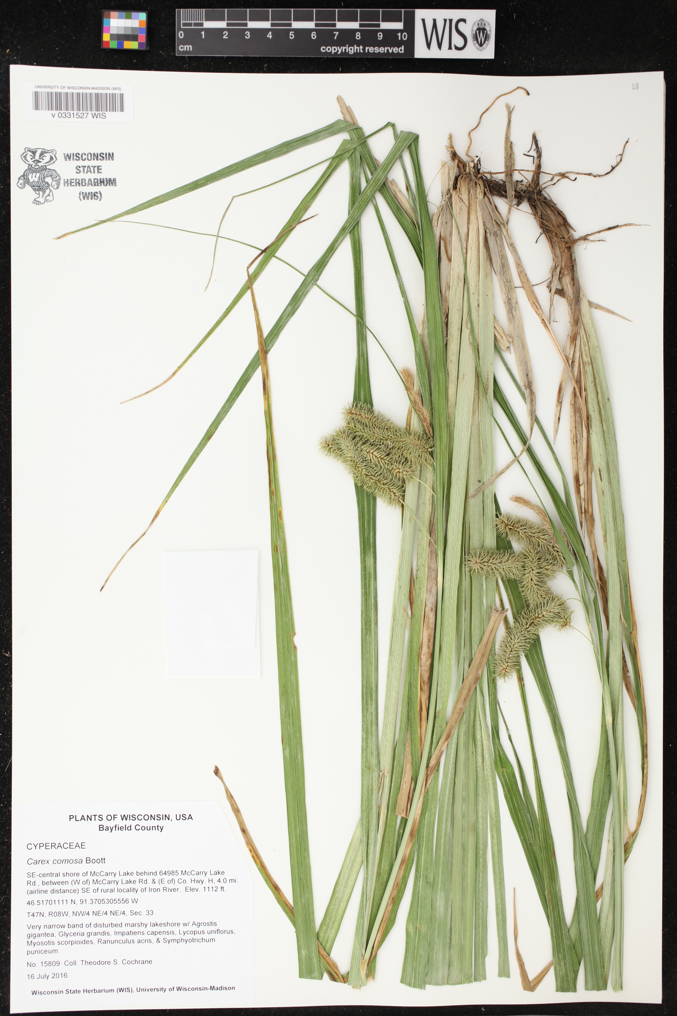 Carex comosa image