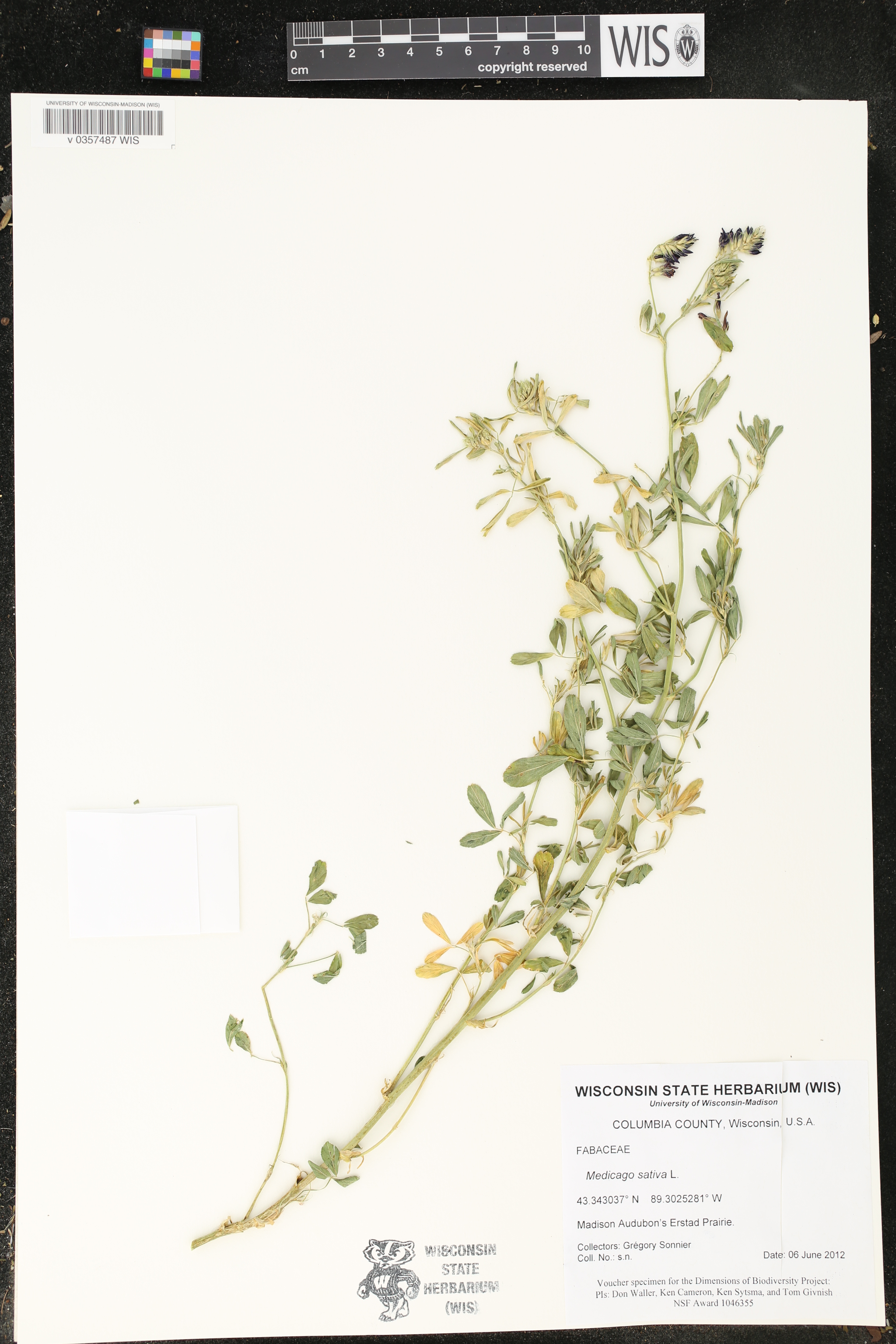 Medicago sativa image