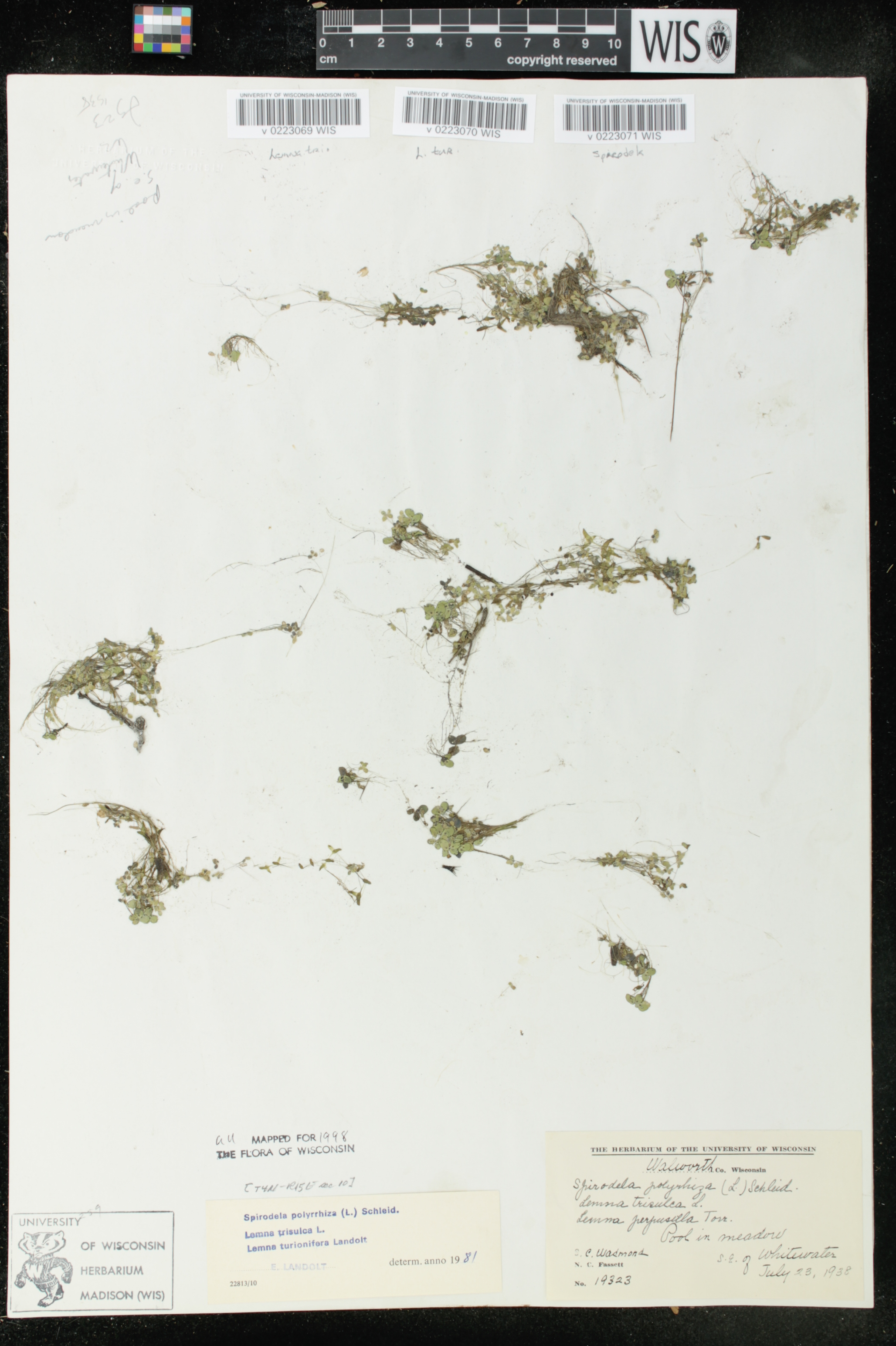 Lemna trisulca image