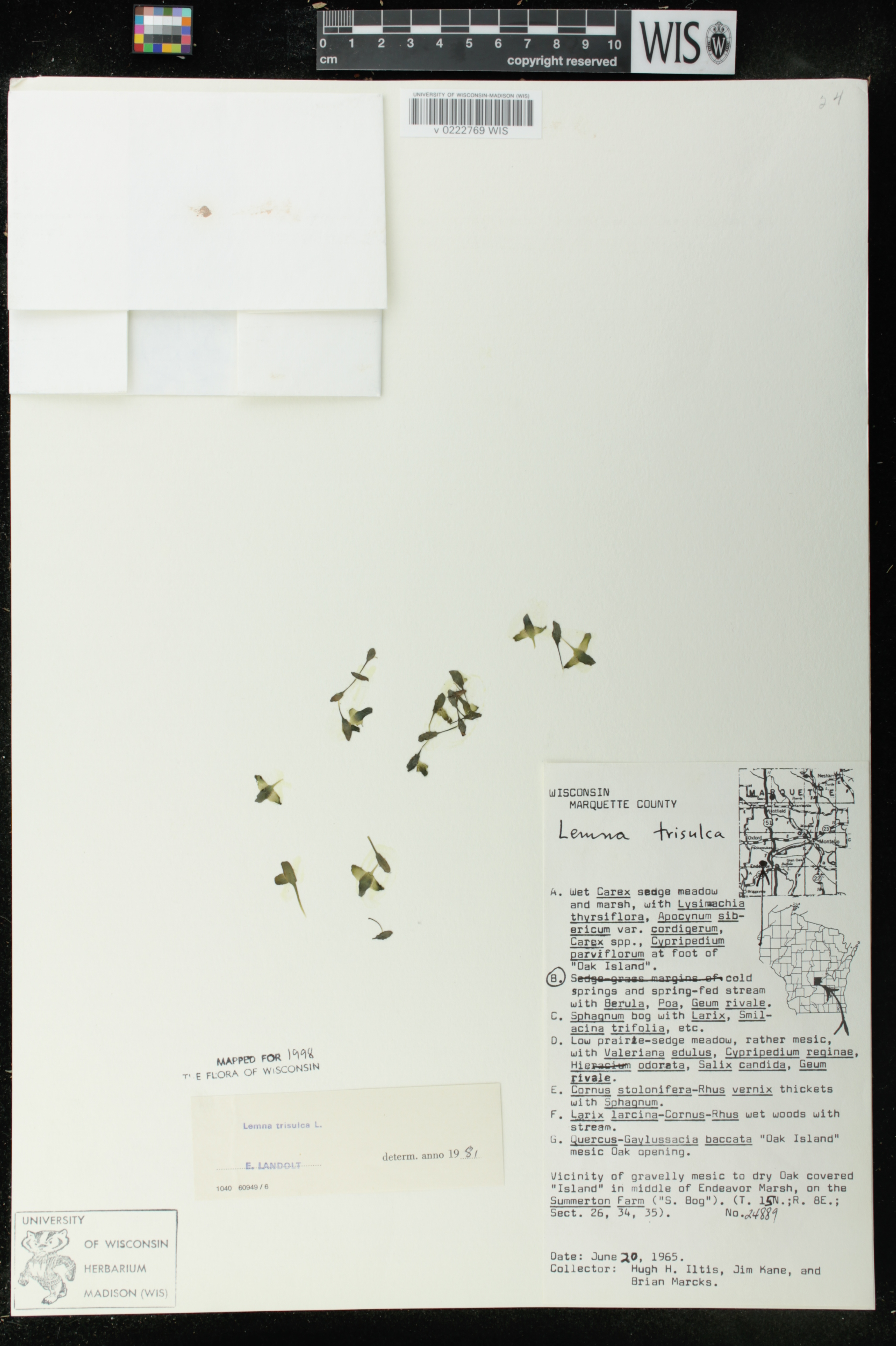 Lemna trisulca image