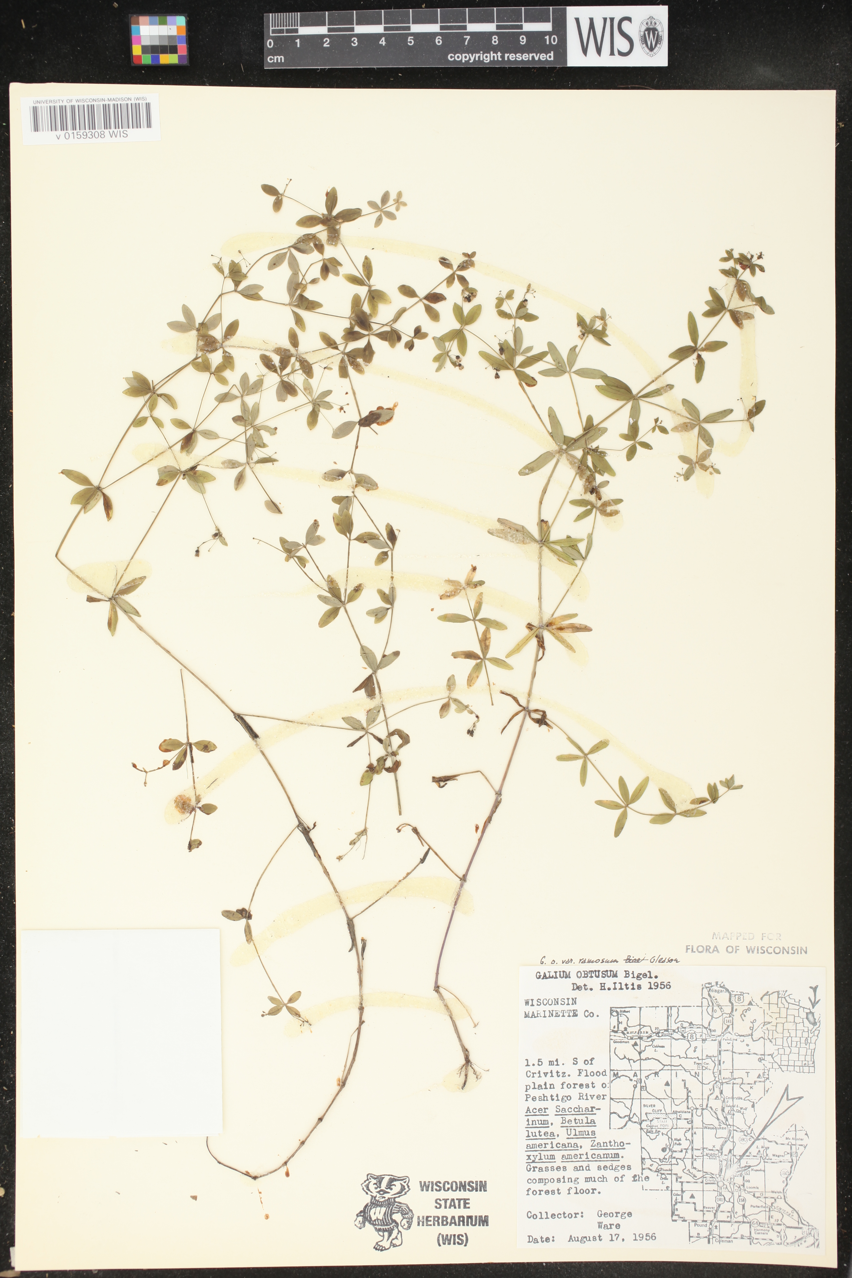 Galium obtusum subsp. obtusum image
