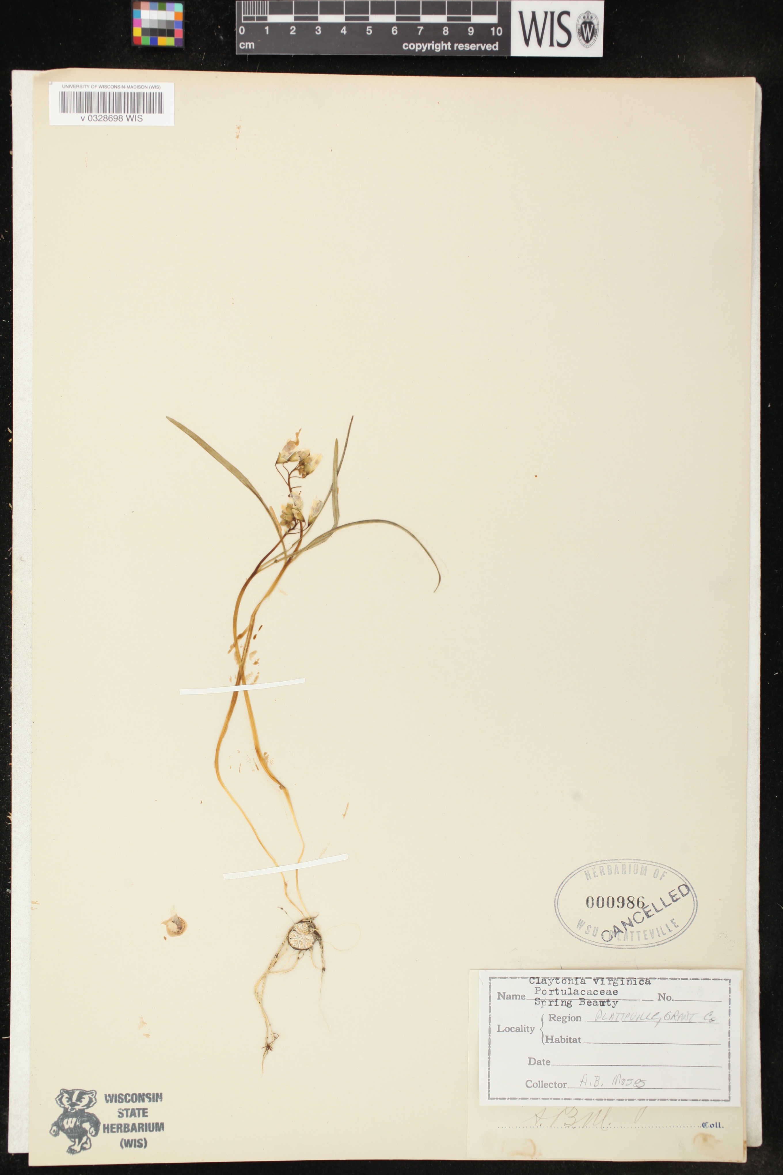 Claytonia virginica image