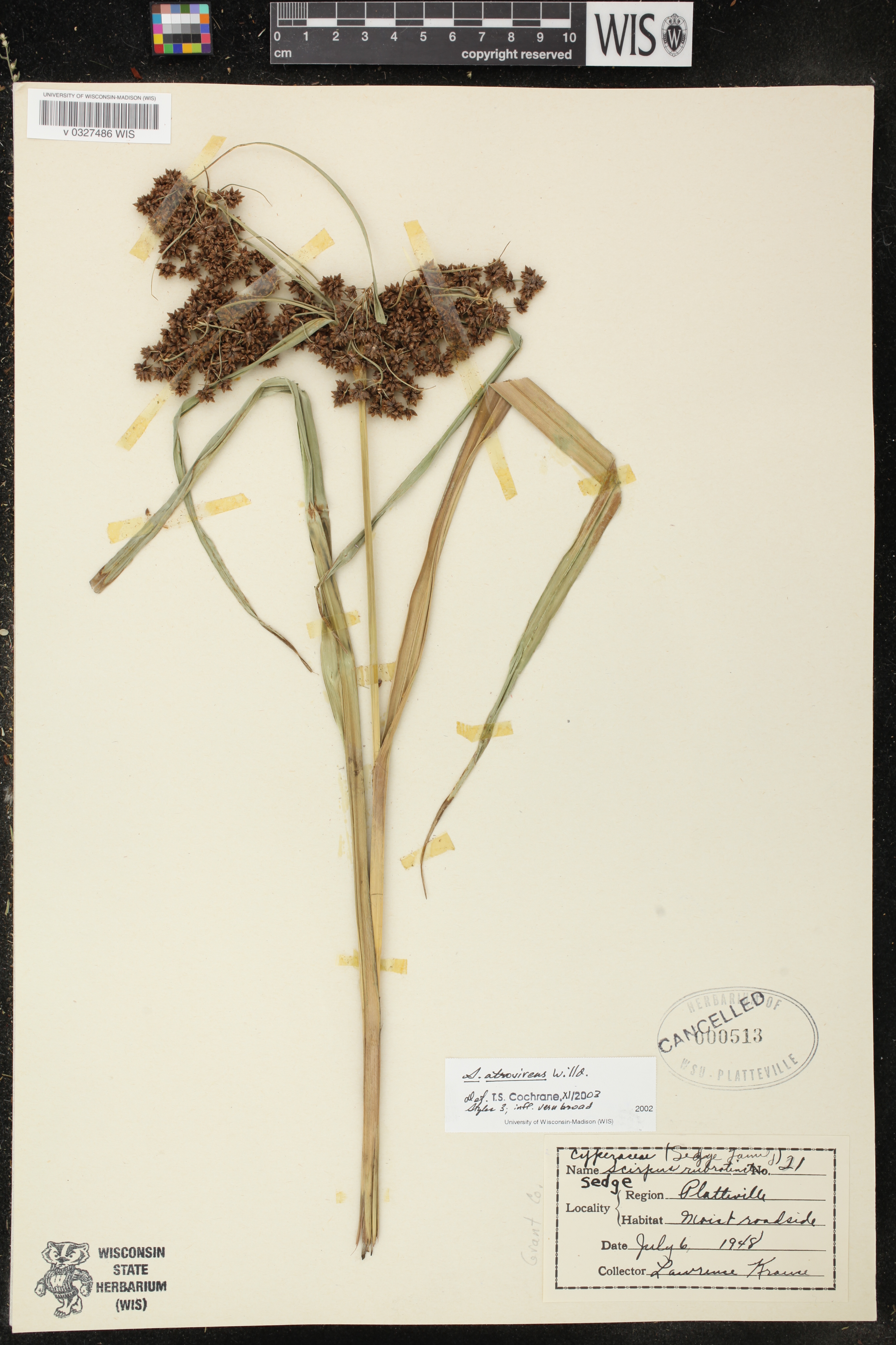Scirpus atrovirens image