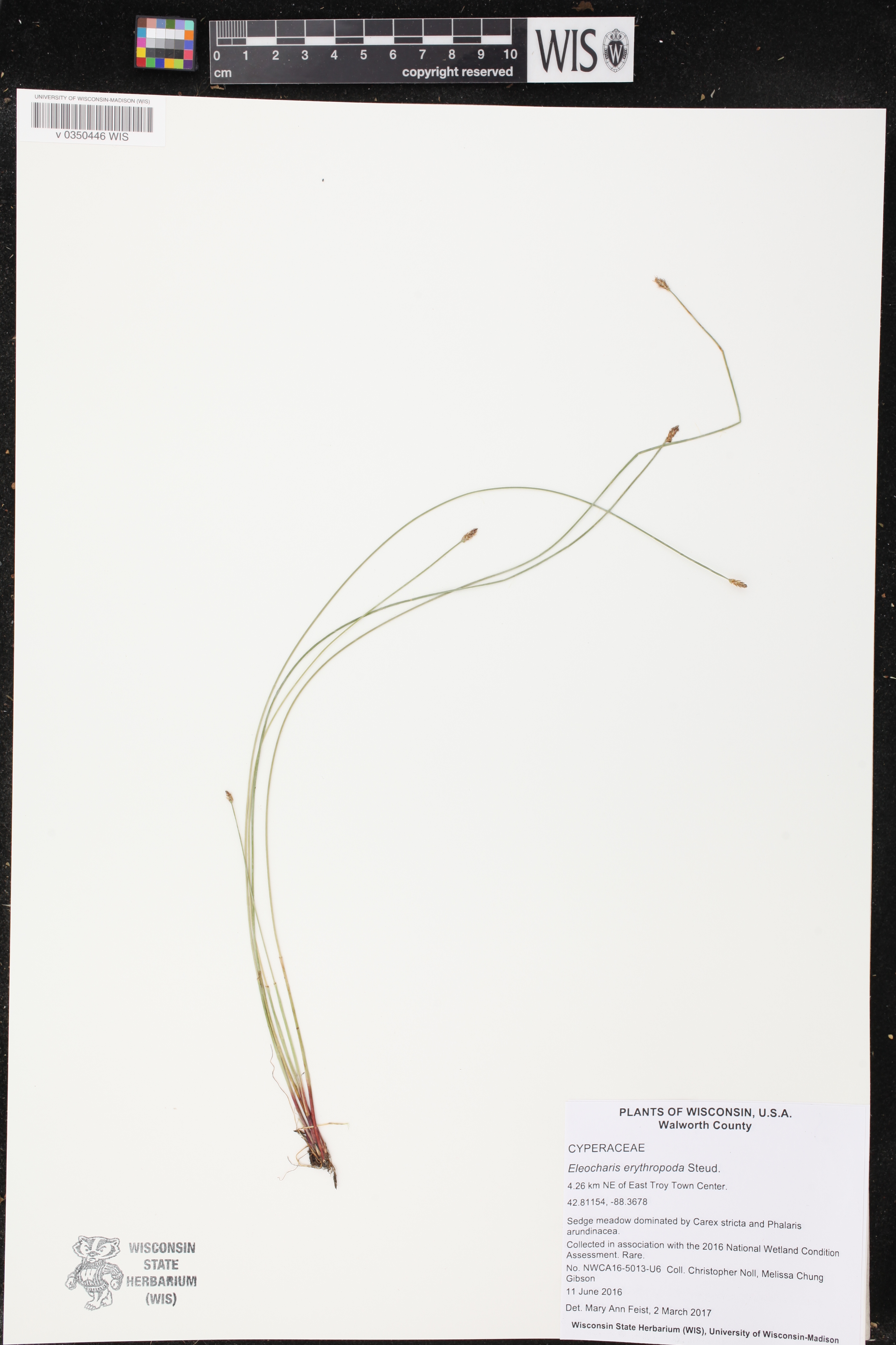 Eleocharis erythropoda image