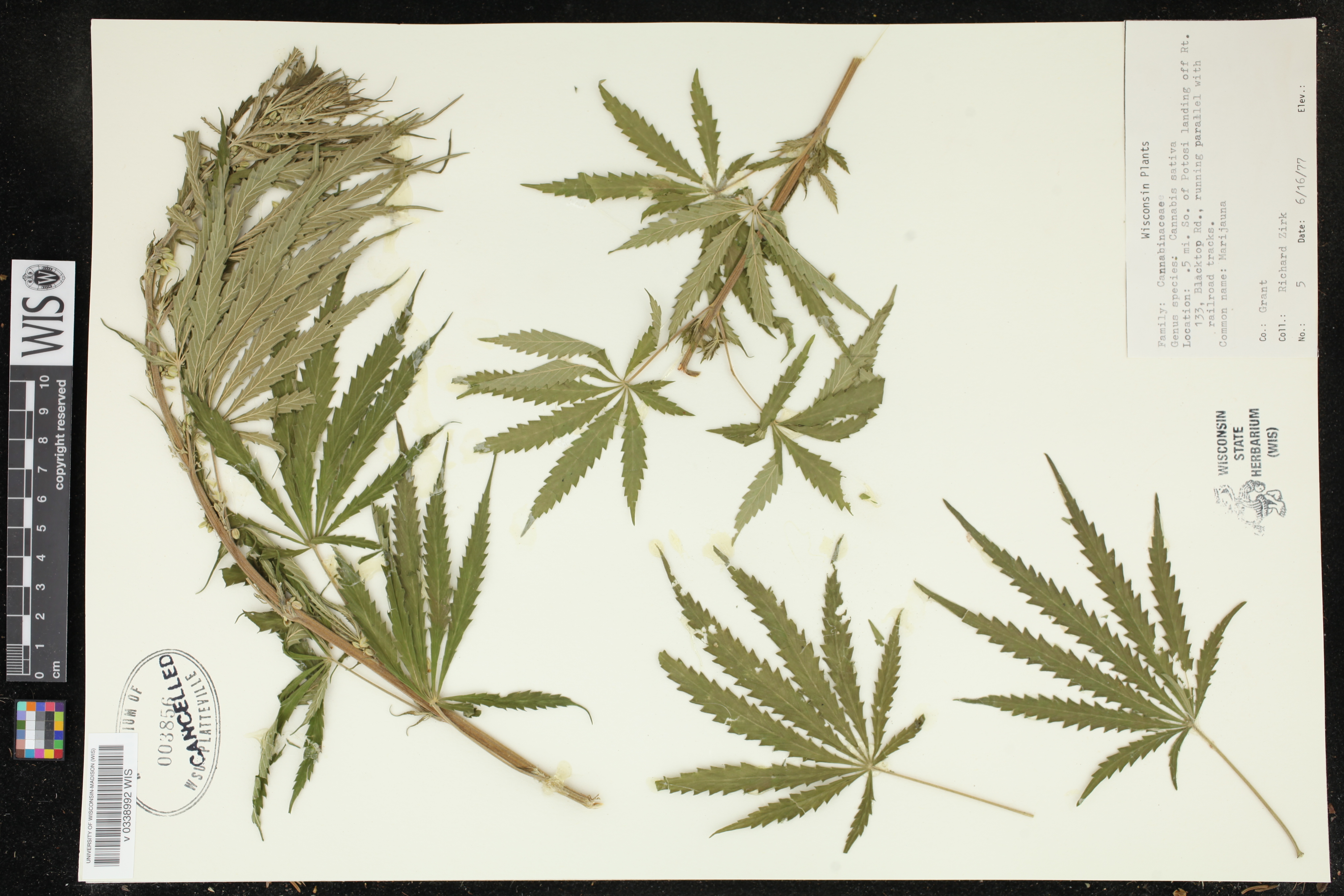 Cannabis sativa image