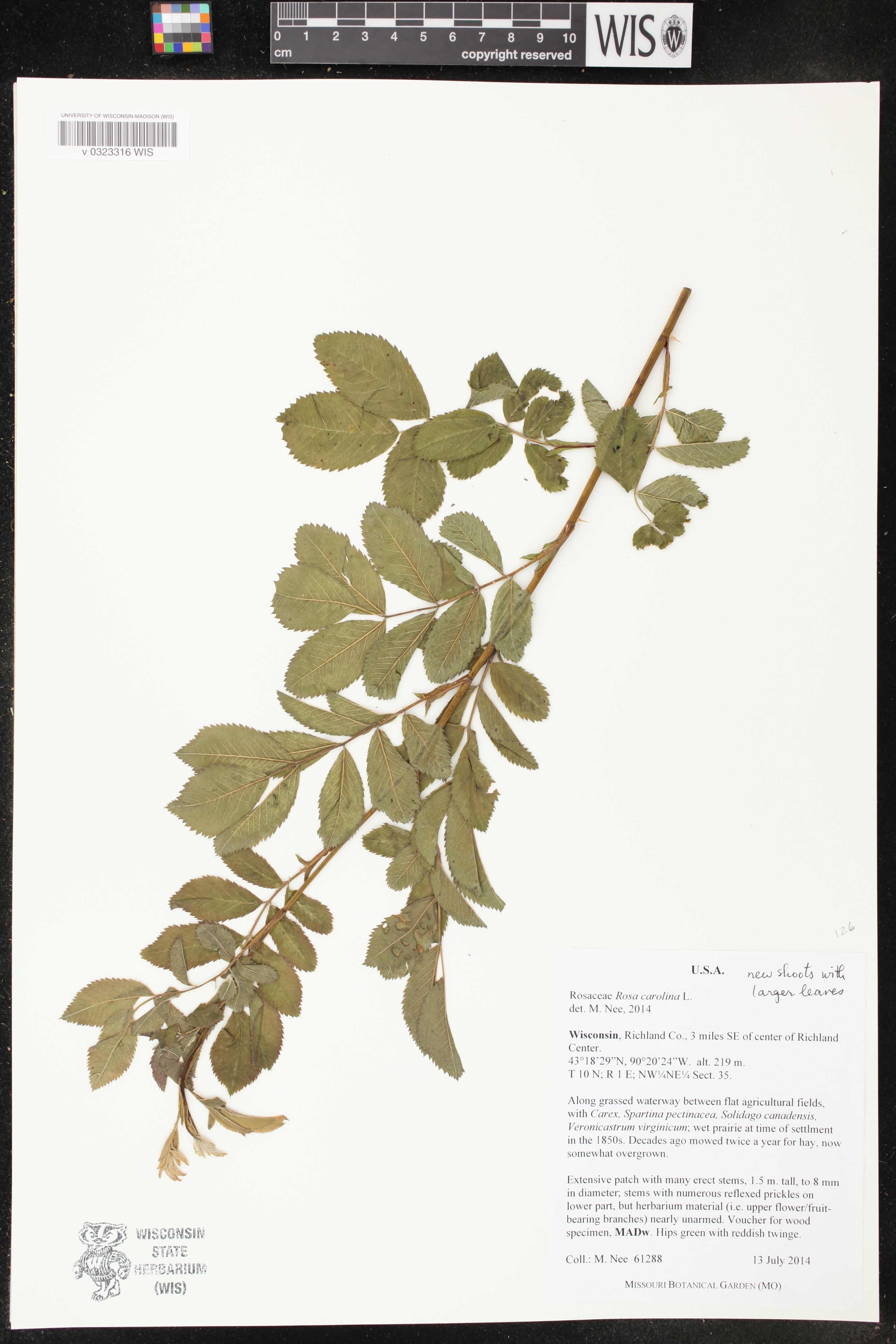 Rosa carolina image