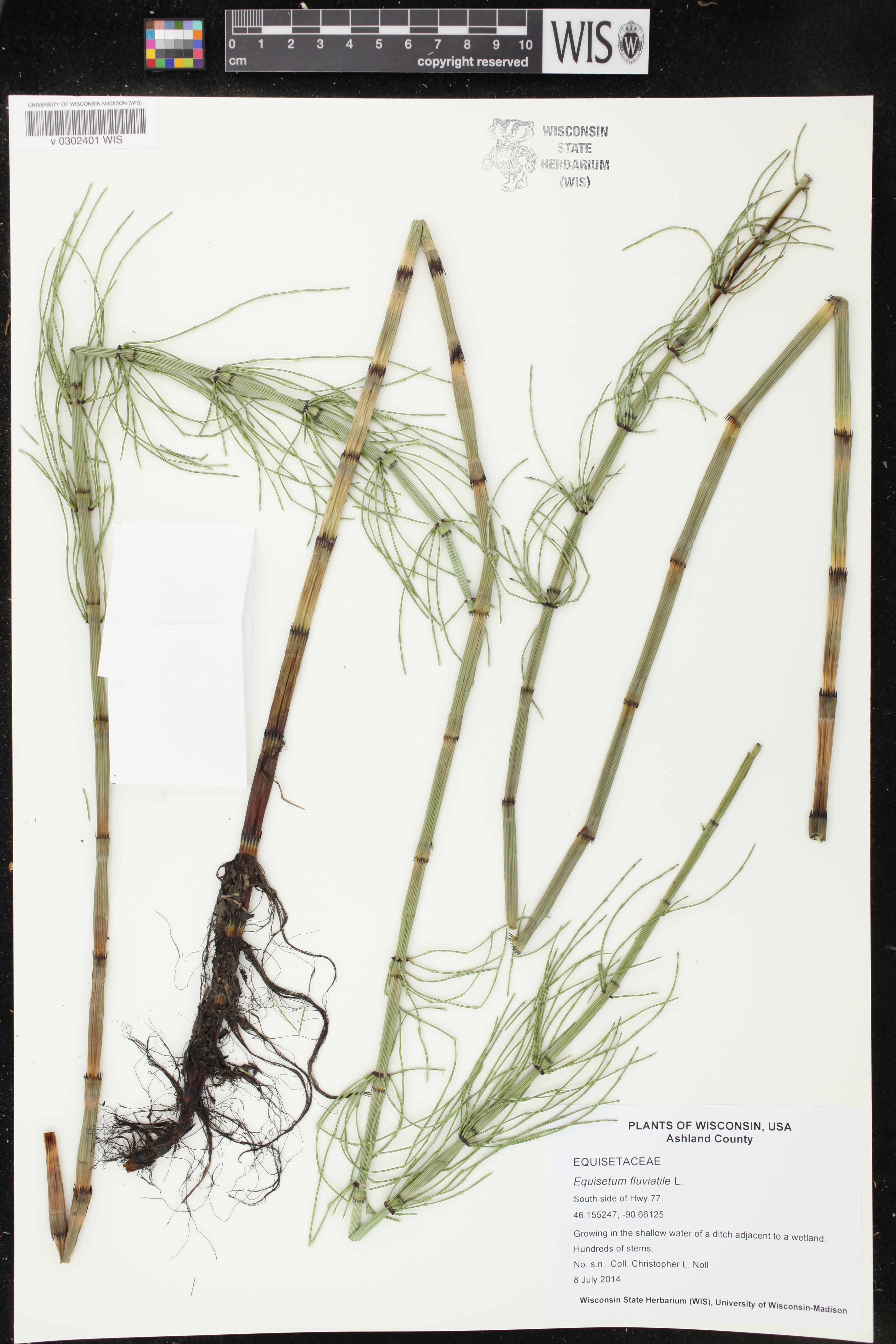 Equisetum fluviatile image