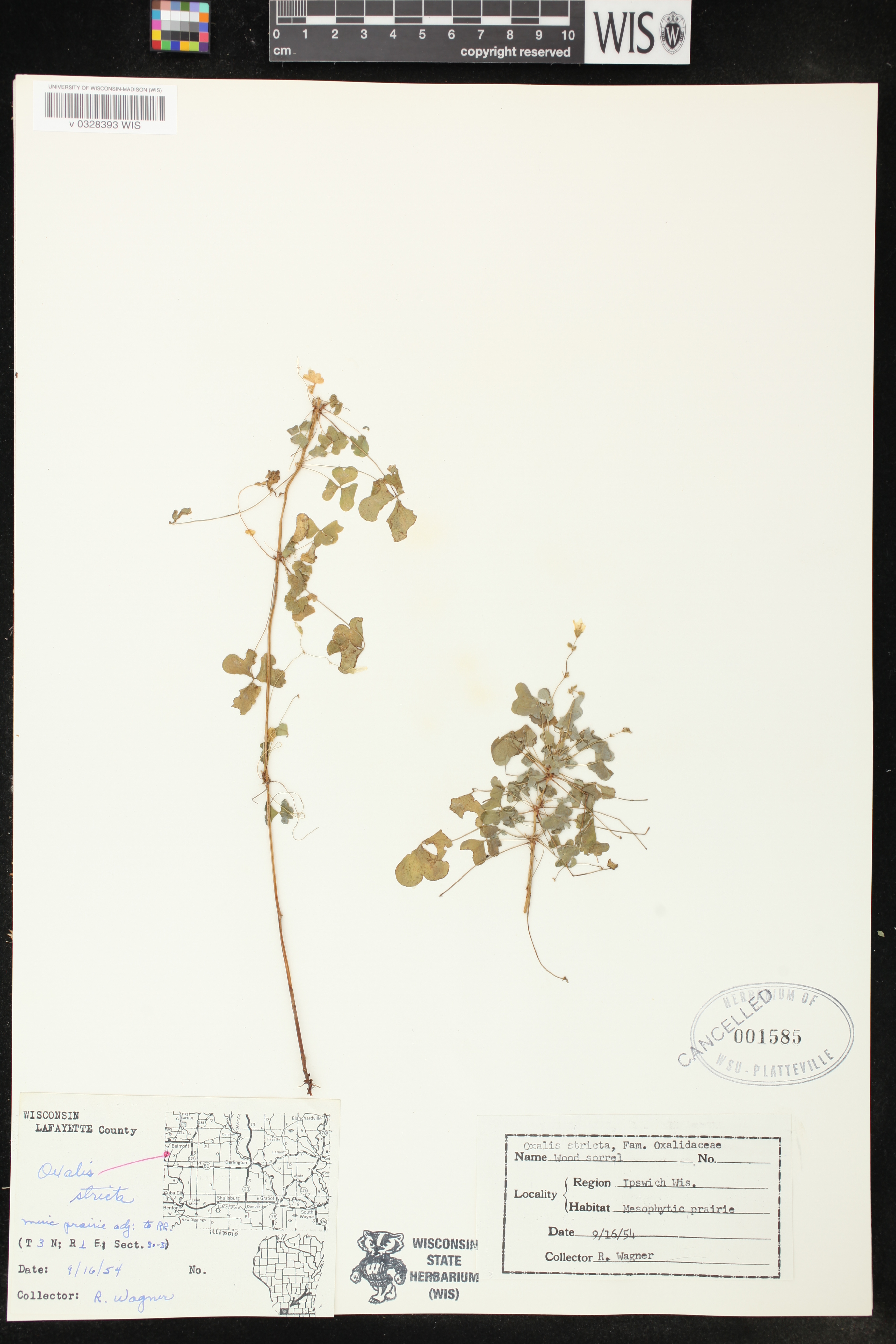 Oxalis stricta image