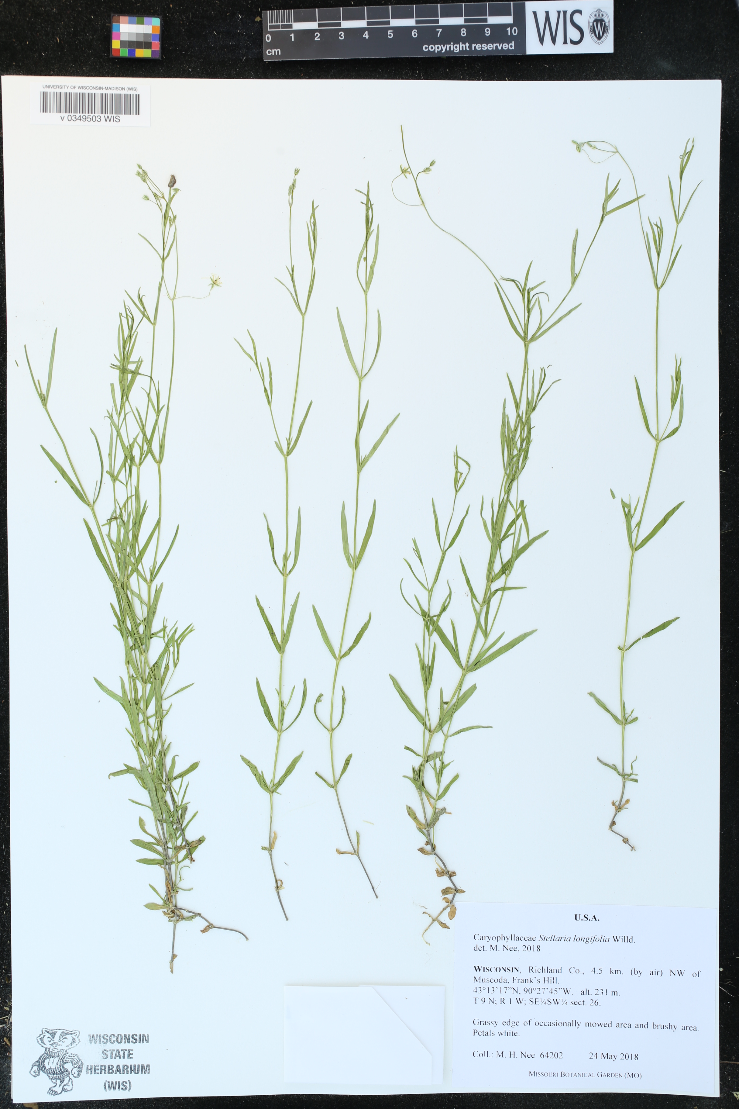 Stellaria longifolia image
