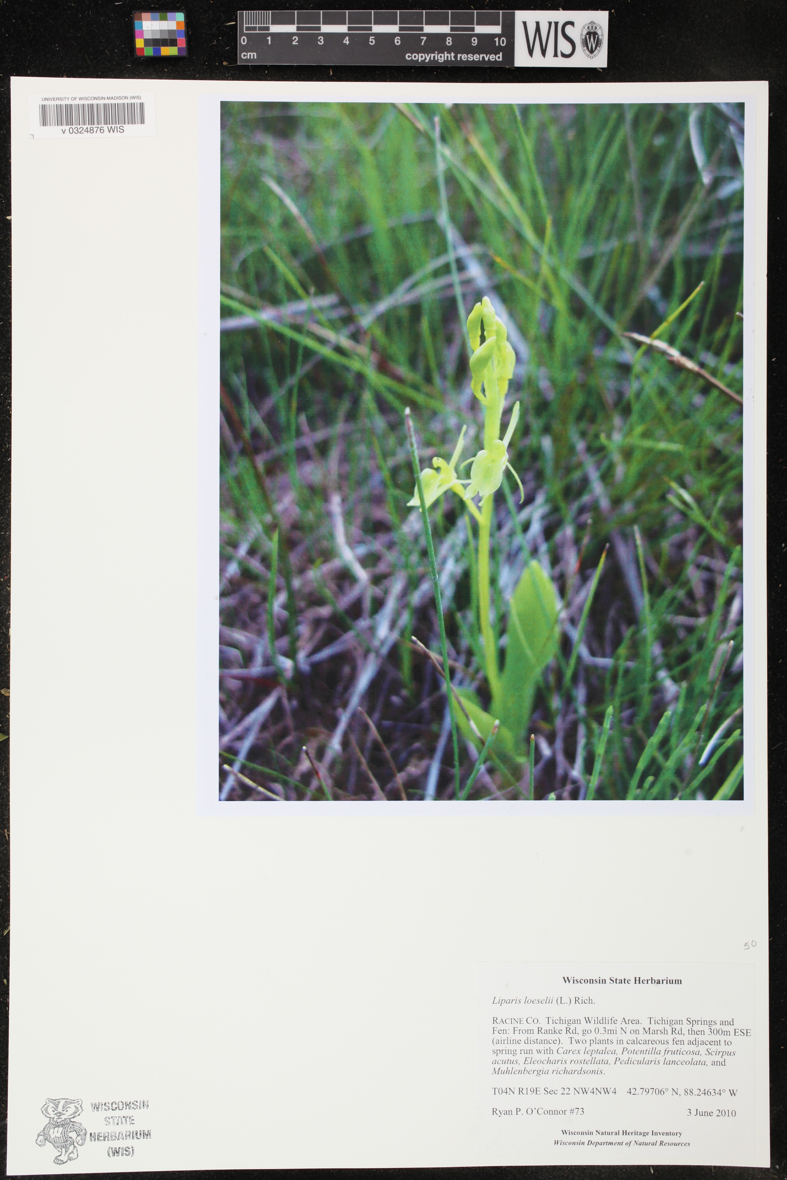 Liparis loeselii image