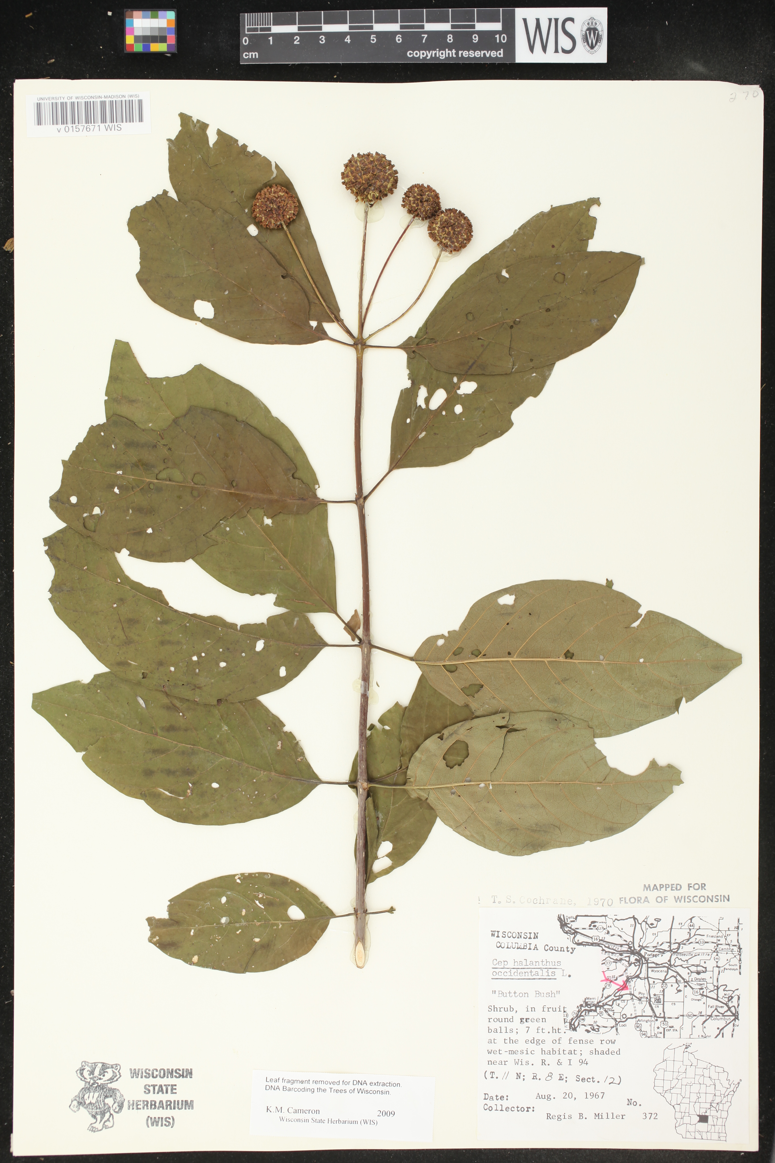 Cephalanthus occidentalis image