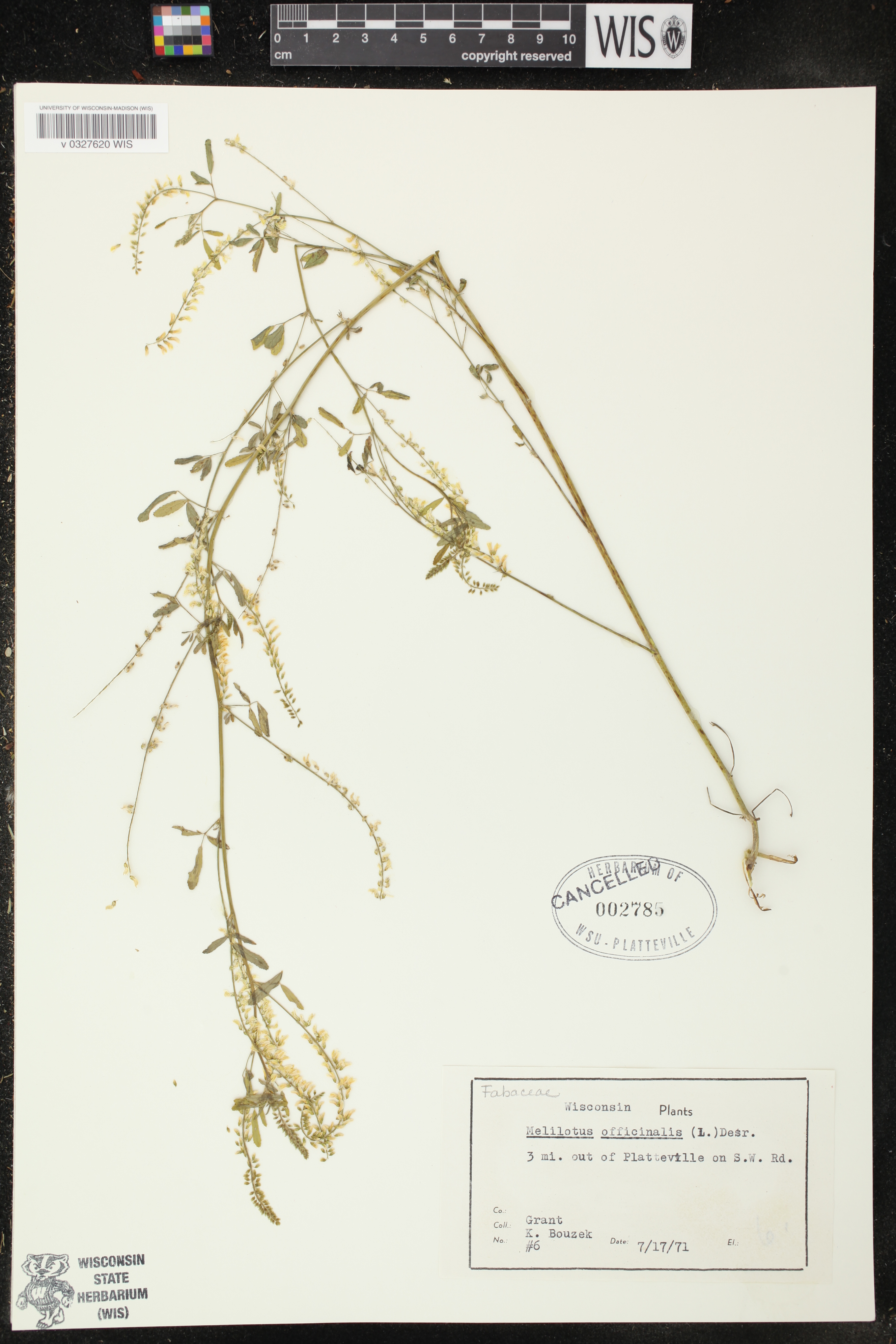 Melilotus officinalis image