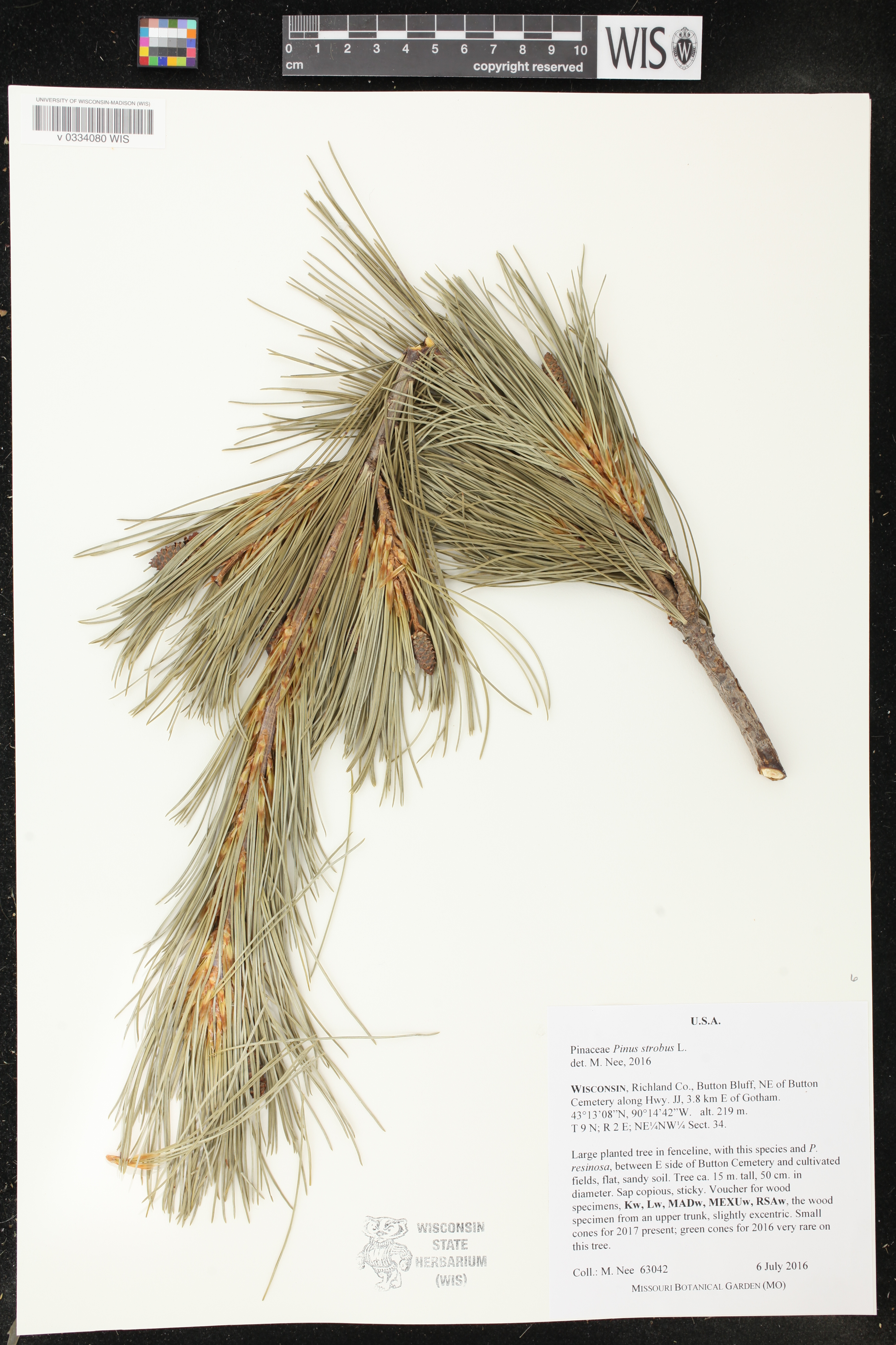 Pinus strobus image