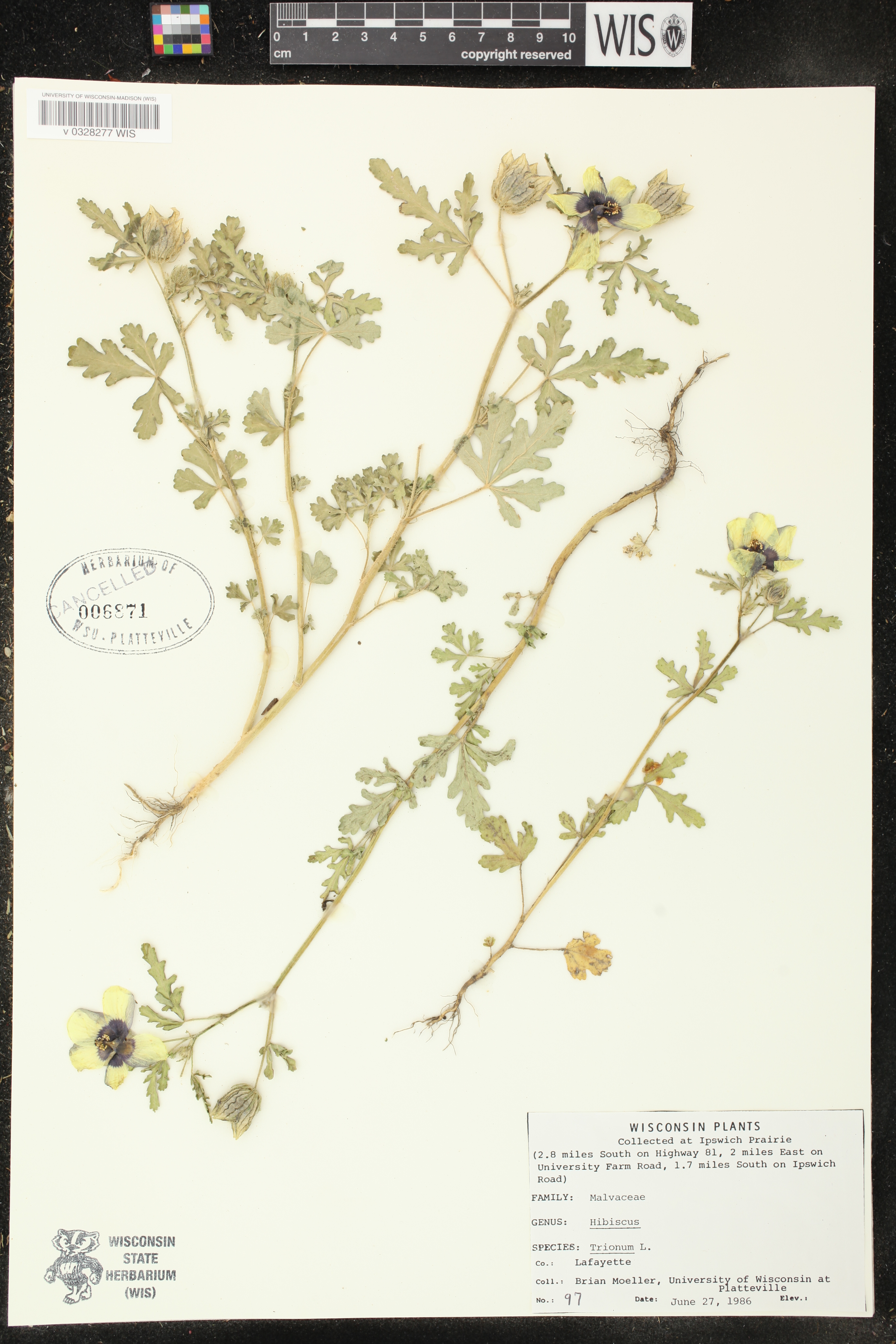 Hibiscus trionum image