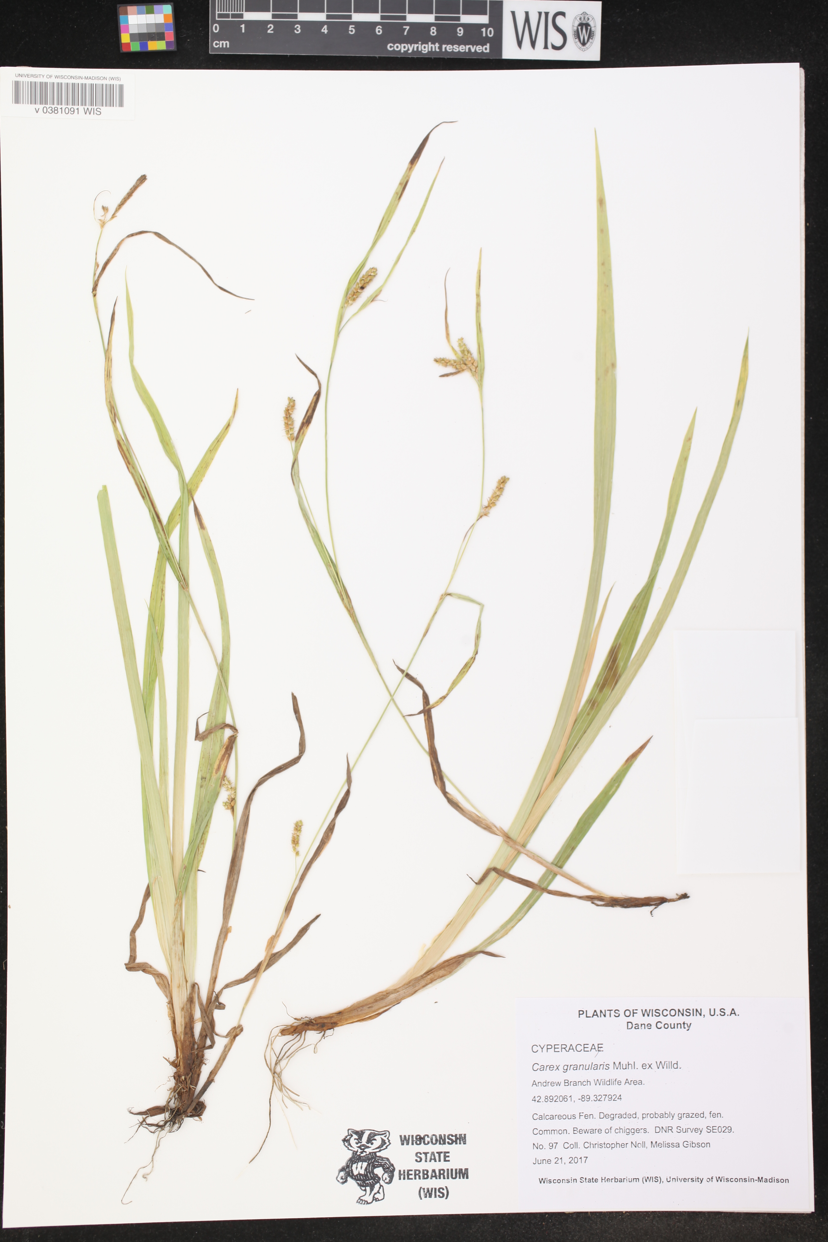 Carex granularis image