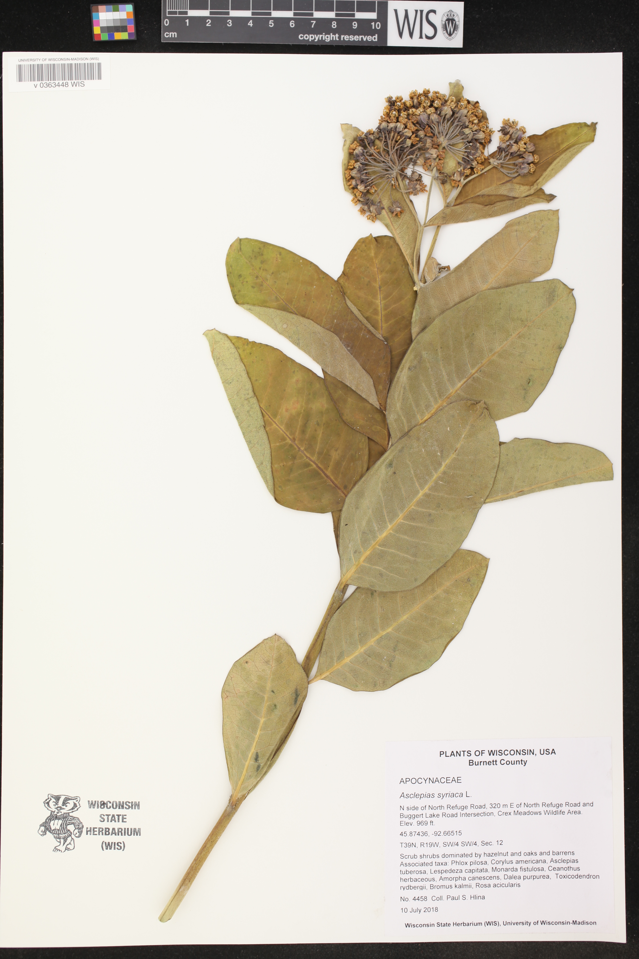 Asclepias syriaca image