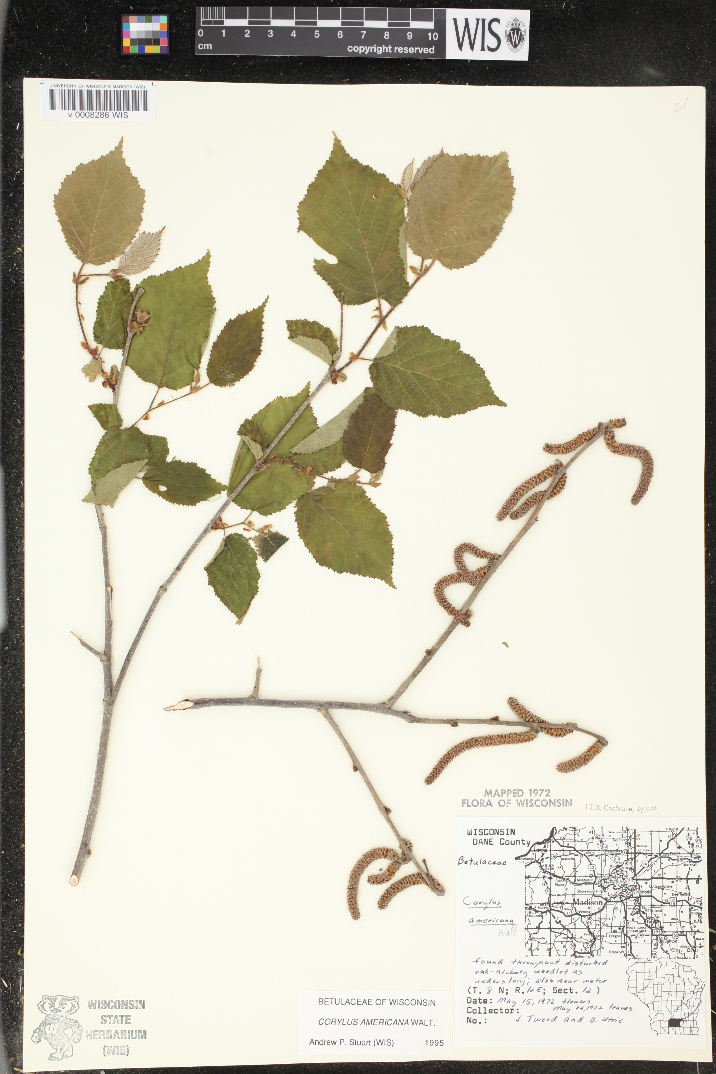 Corylus americana image