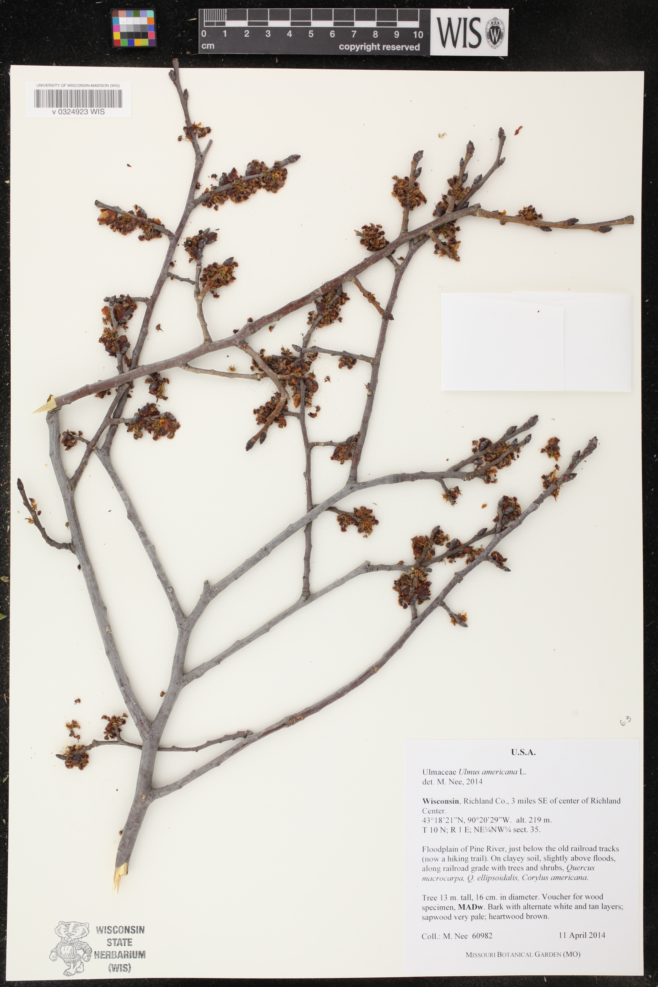 Ulmus americana image