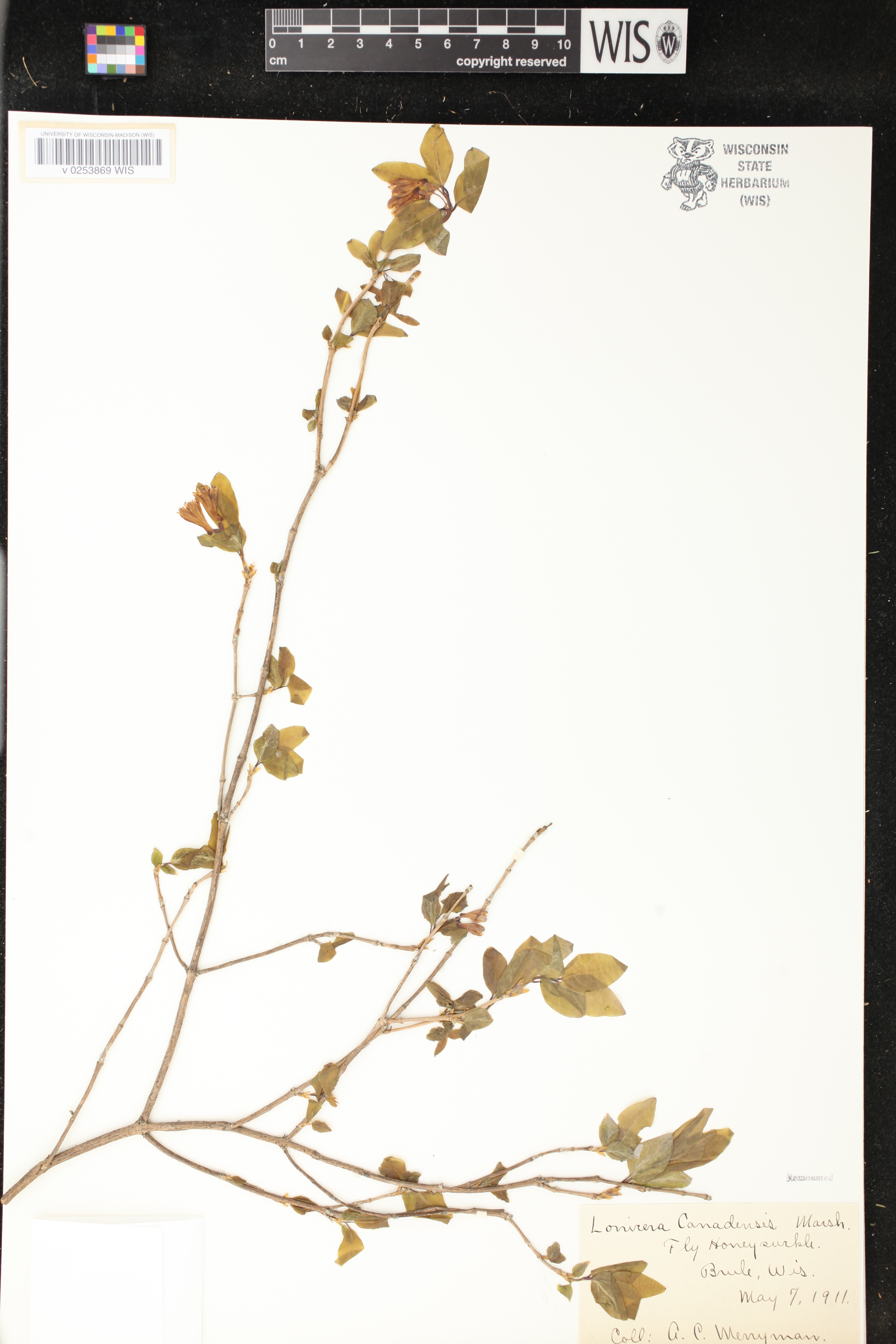 Lonicera canadensis image