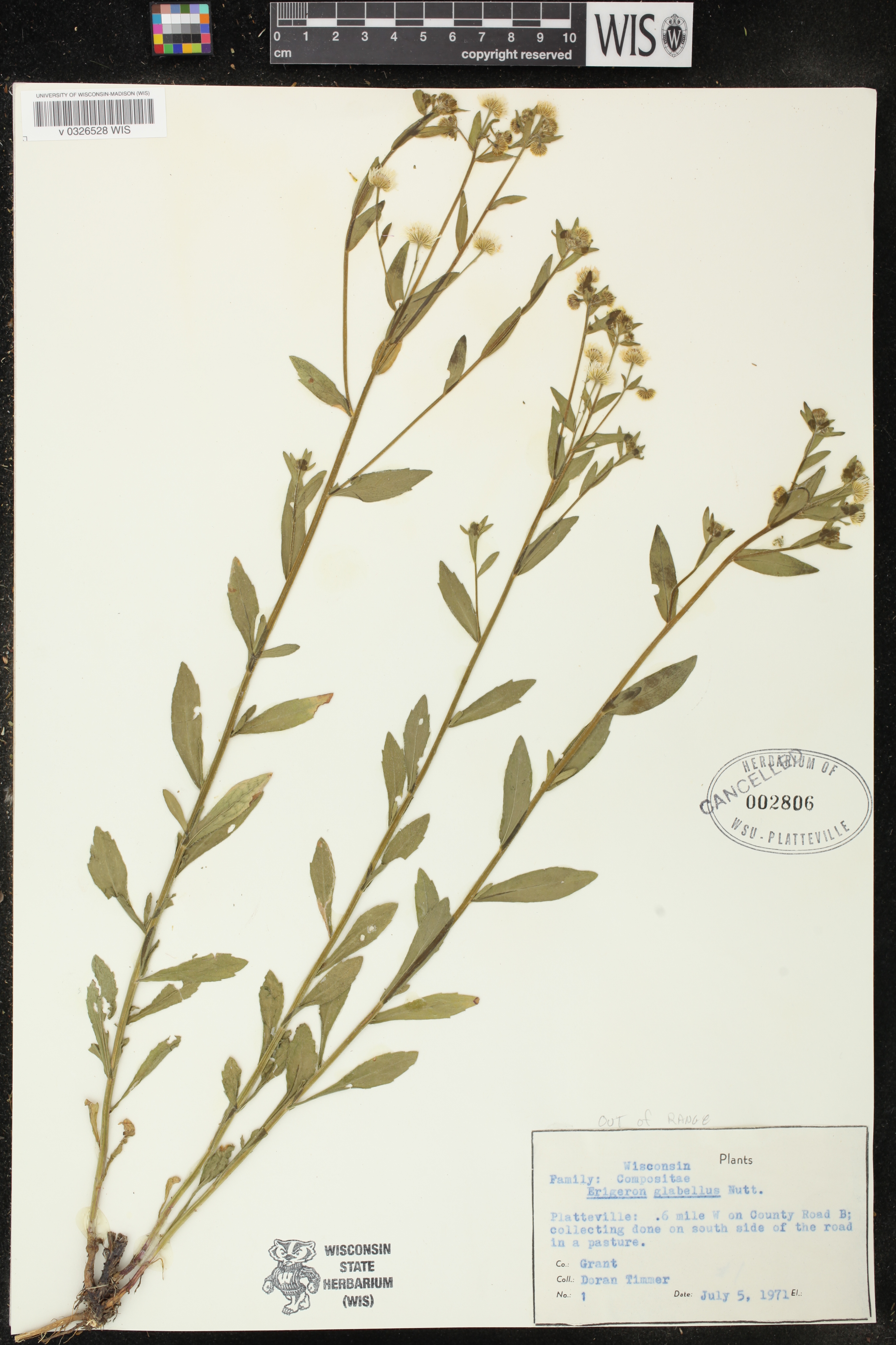 Erigeron annuus image