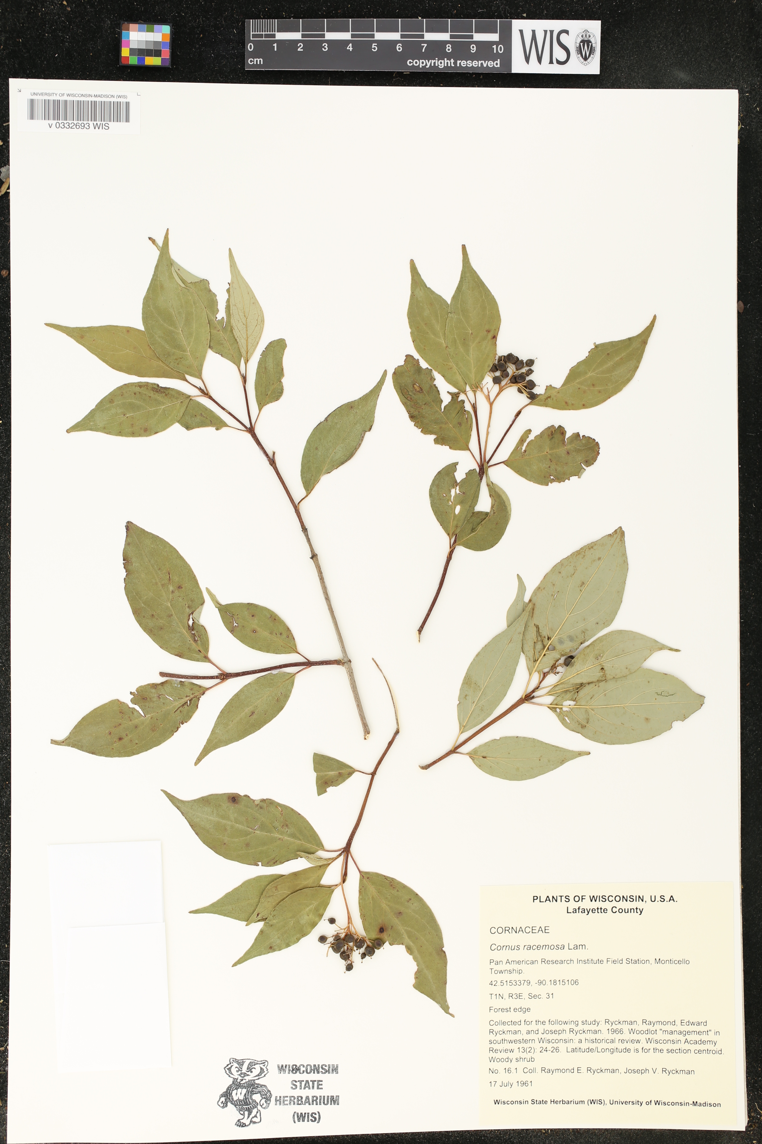 Cornus foemina subsp. racemosa image
