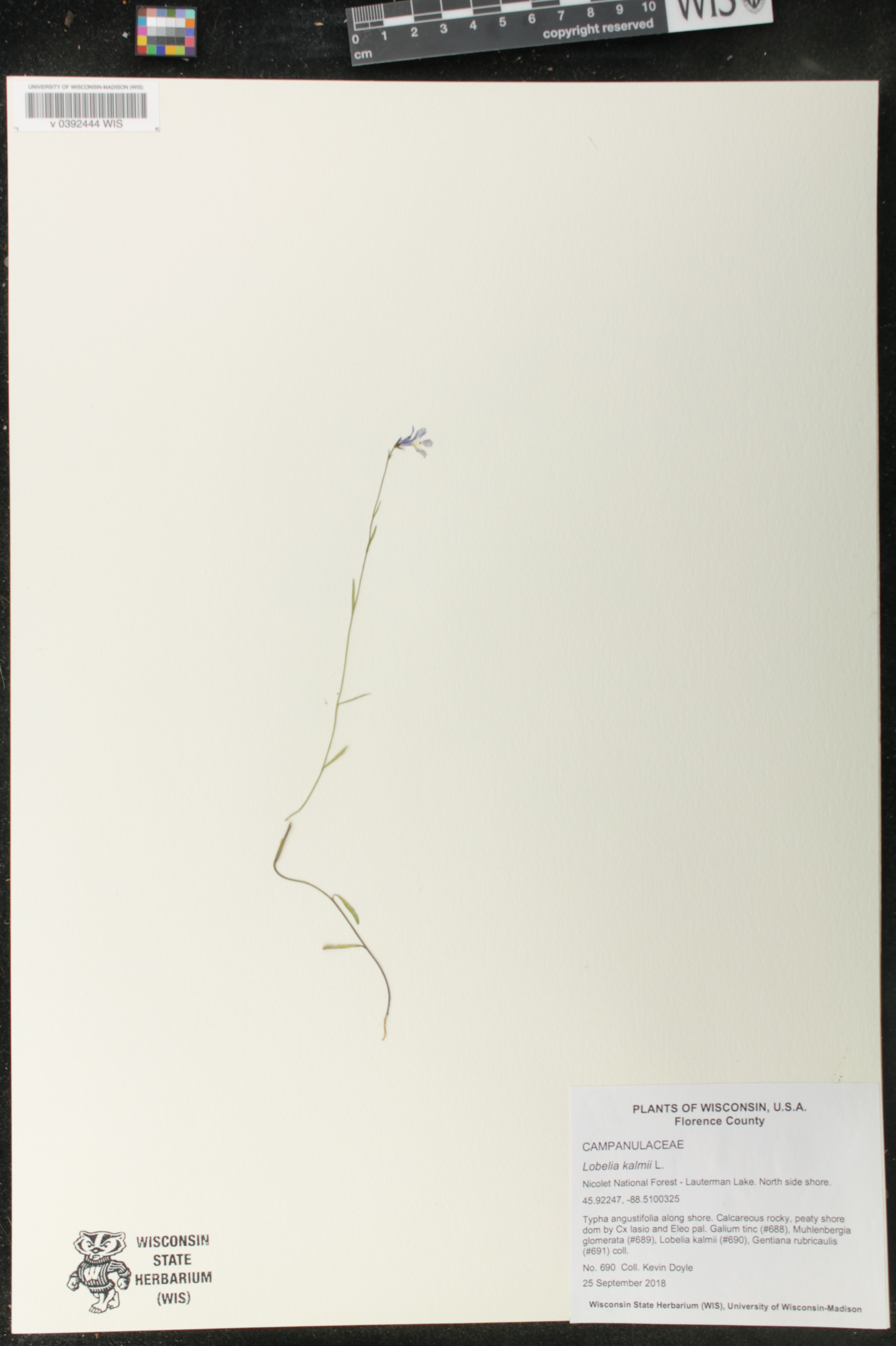 Lobelia kalmii image