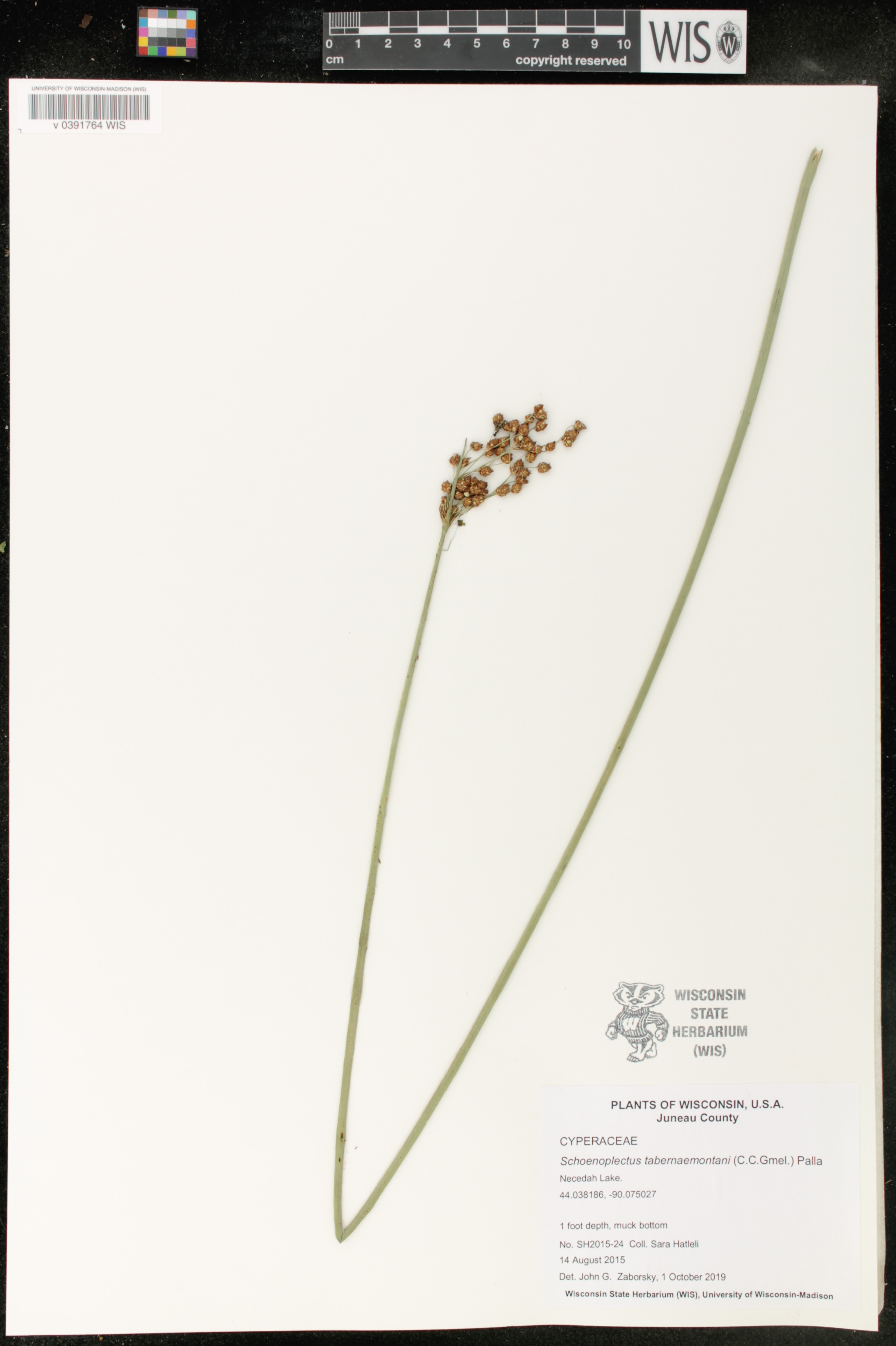Schoenoplectus tabernaemontani image