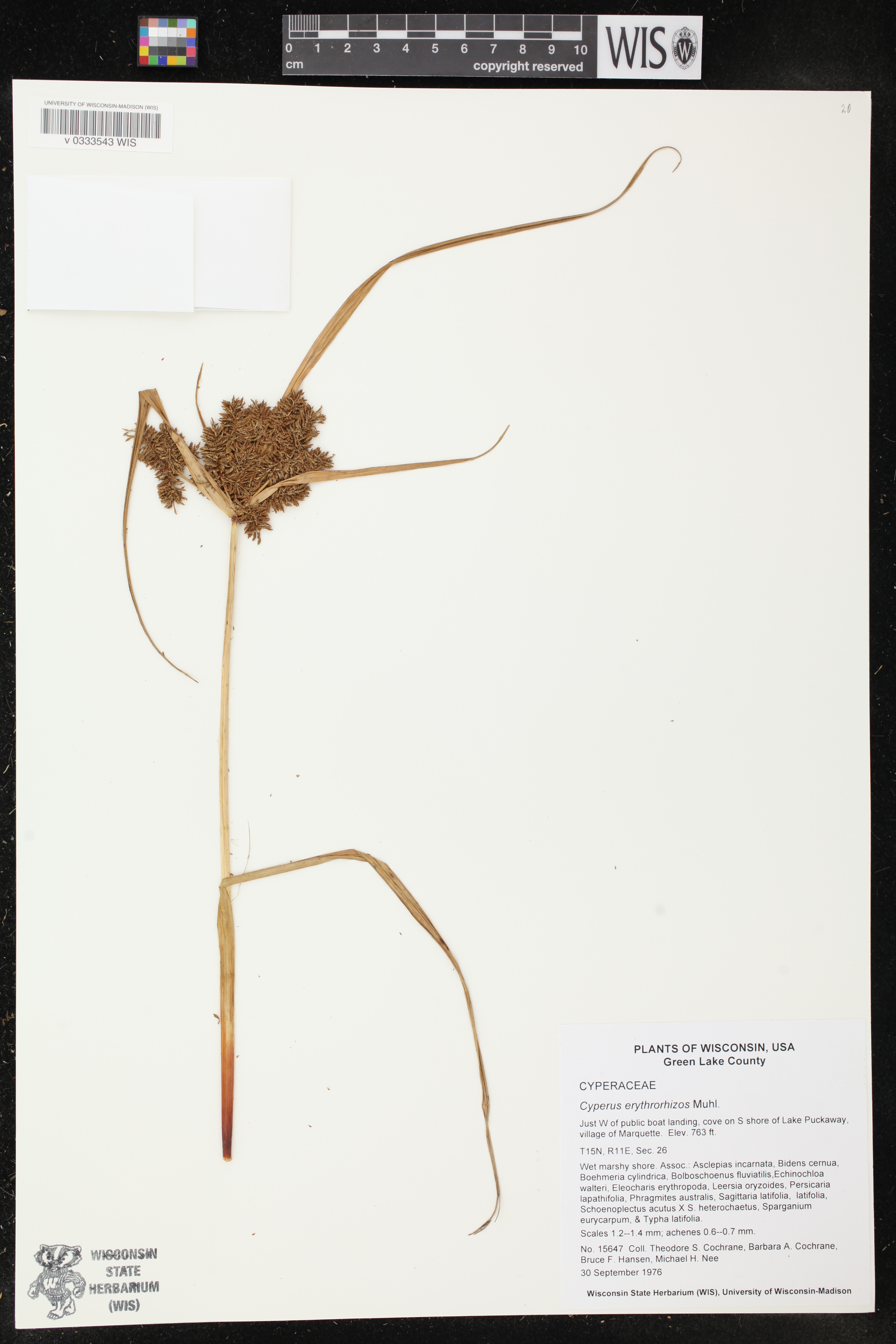 Cyperus erythrorhizos image